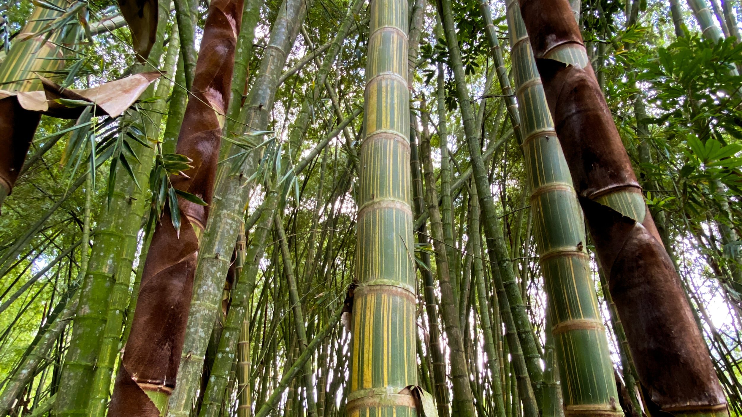 guadua-angustifolia-bicolor-shoots.jpg