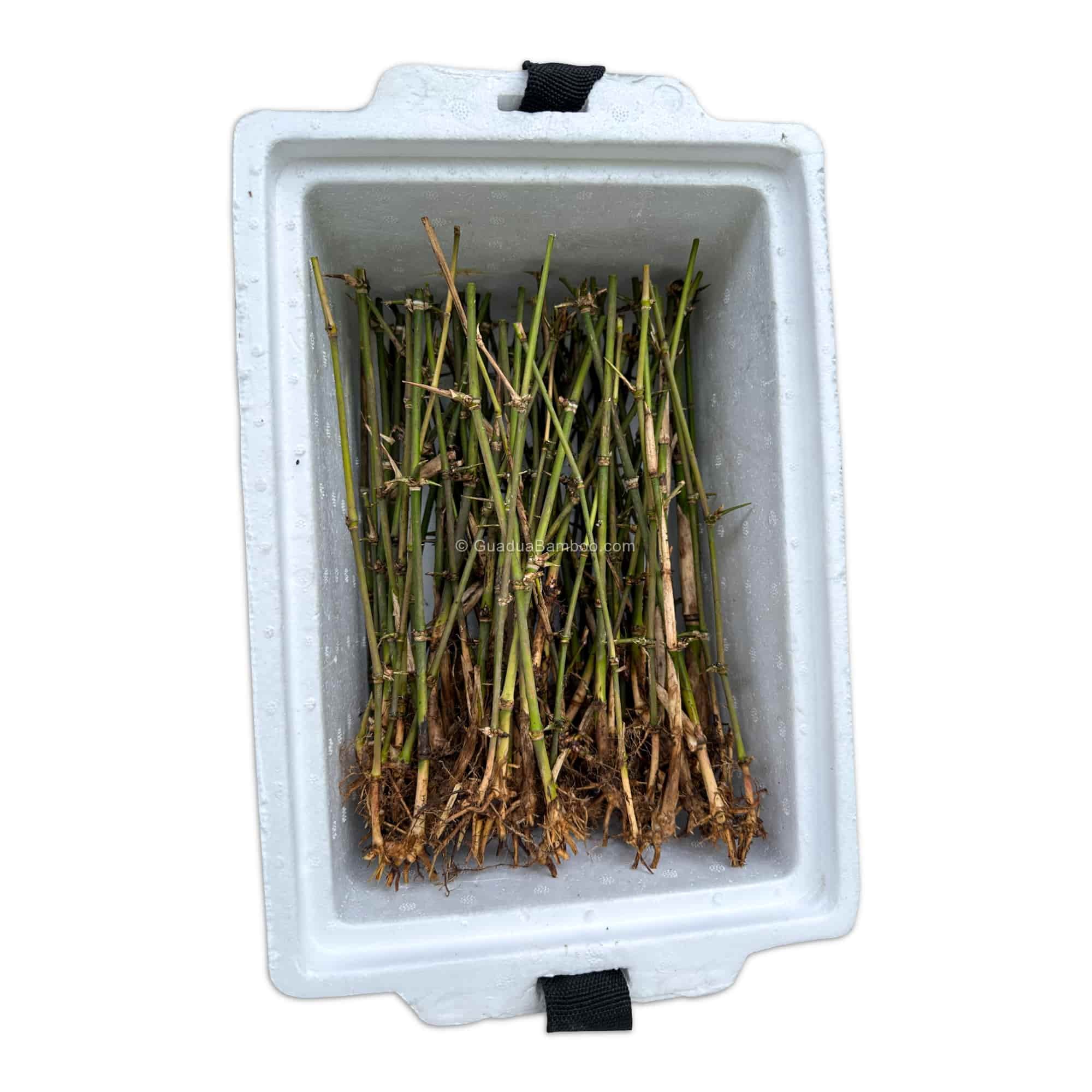 Guadua angustifolia Plants Bare Root Styrofoam Box