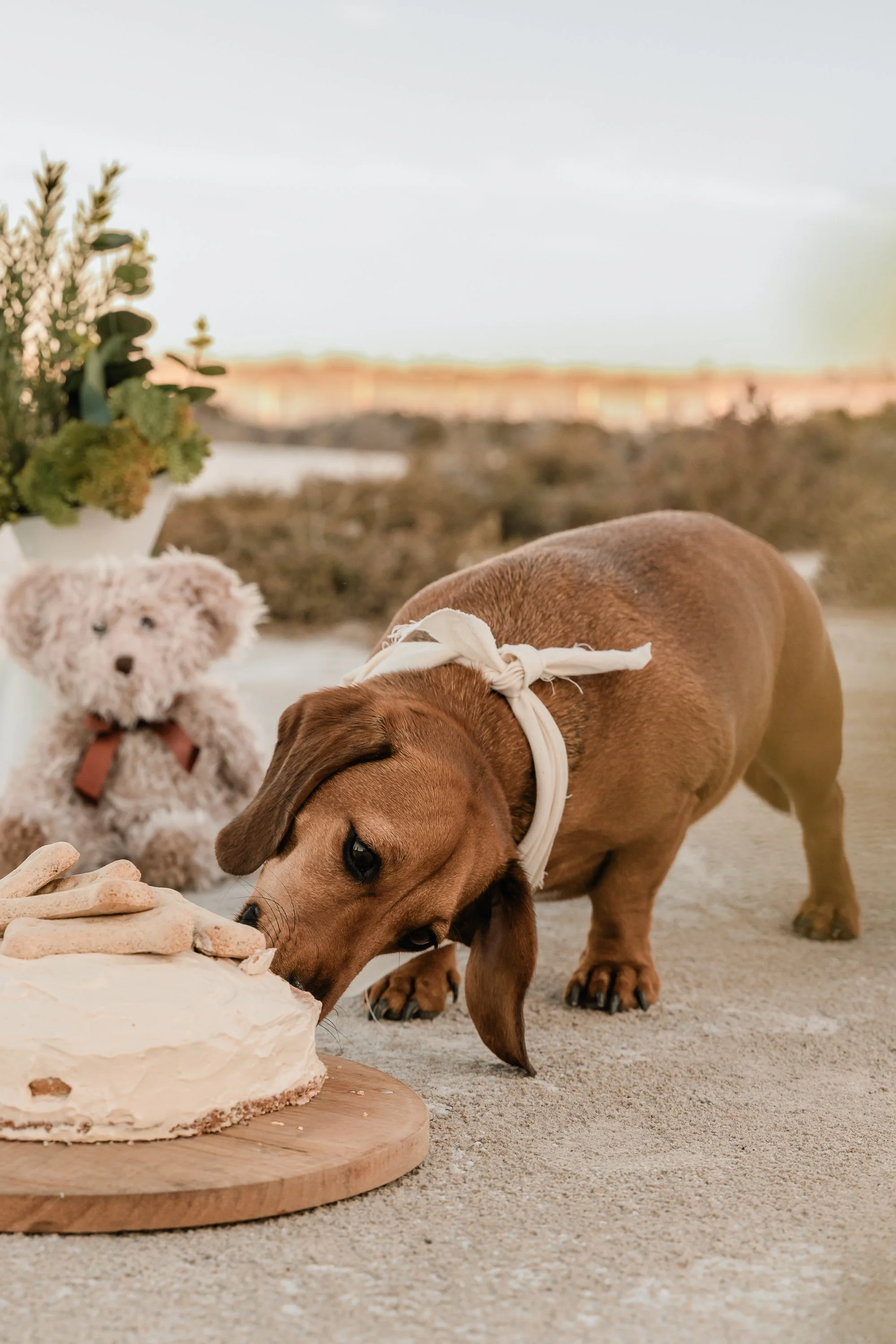 Doggy Cake Mildura Photographer