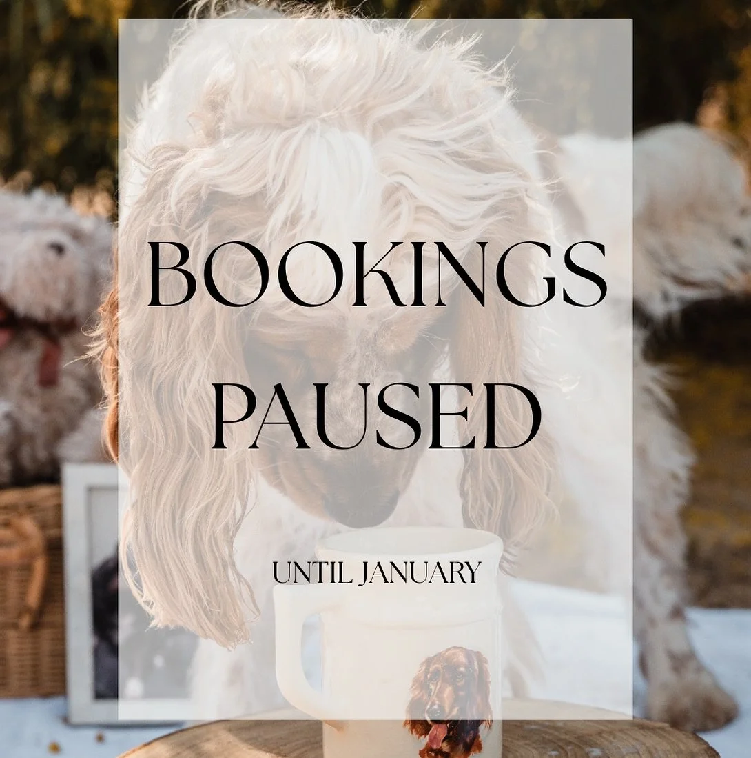 Bookings are now paused until January.
I&rsquo;ll still do my best to accommodate end-of-life pet sessions where possible.
Thank you to everyone who has had a session this year  or is booked in before Christmas. I truly appreciate your support 🎄