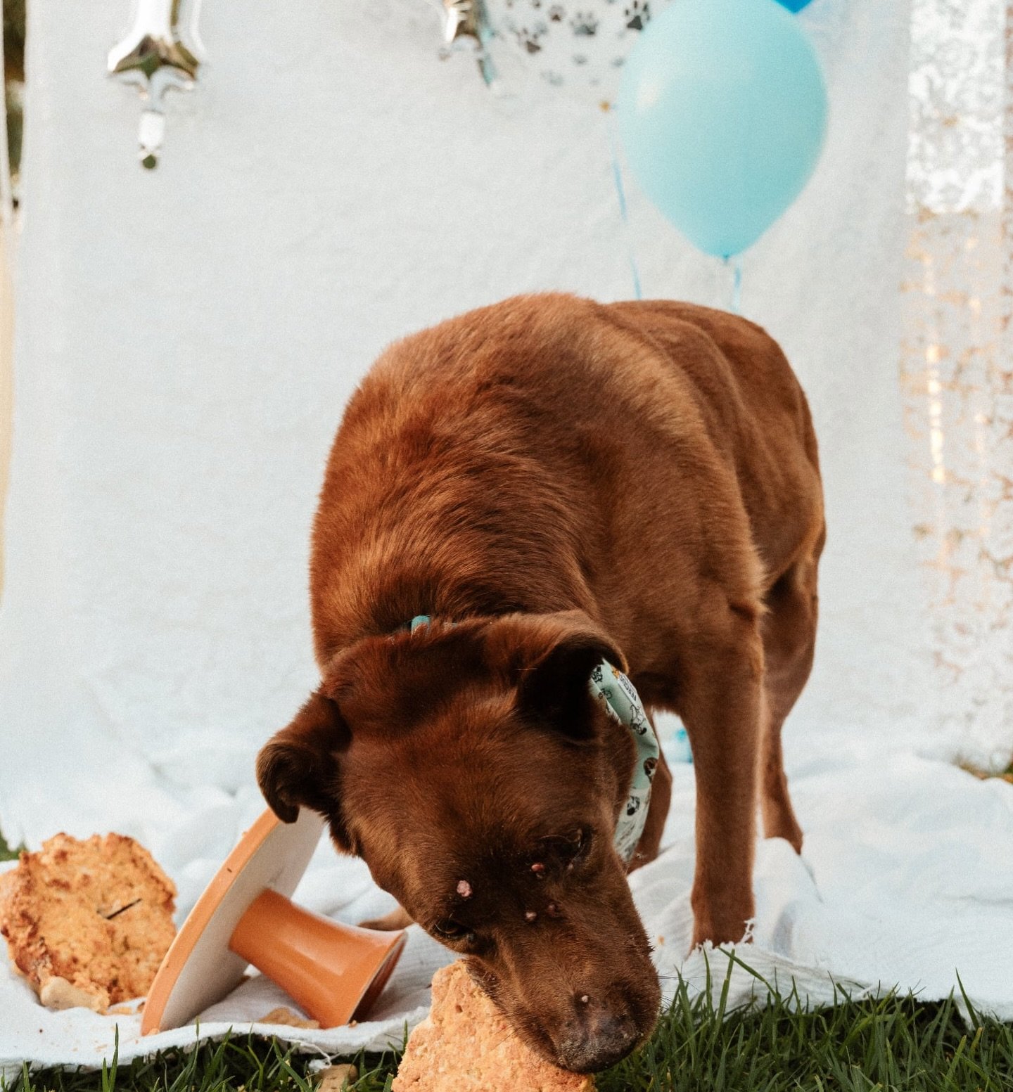 Our loyal family member Diesel celebrated his 14th birthday recently 🎂

If you would like a session for you pet please reach out ☺️
