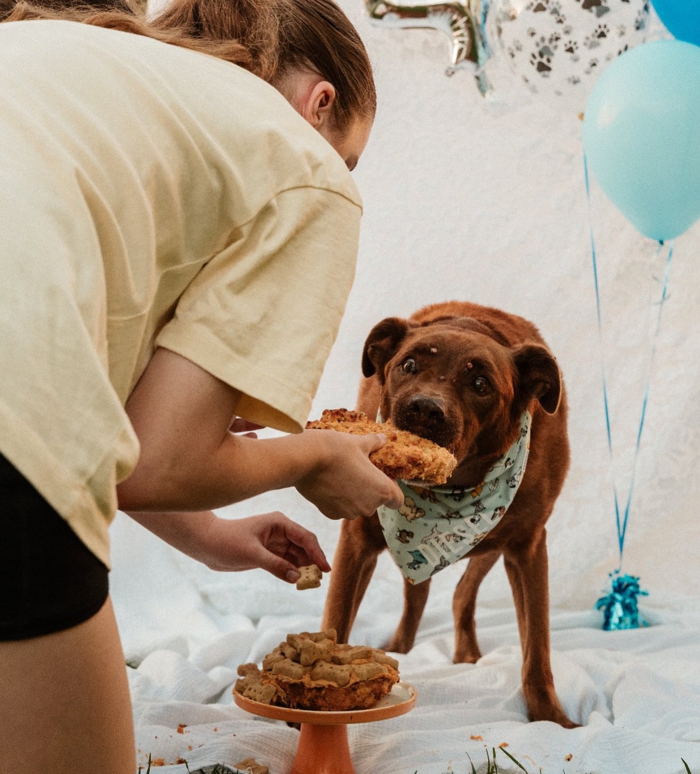 Our loyal family member Diesel celebrated his 14th birthday recently 🎂

If you would like a session for you pet please reach out ☺️