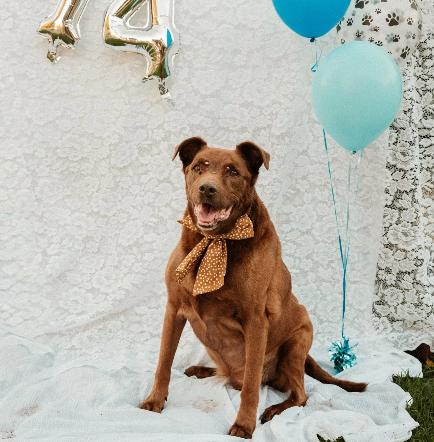 Our loyal family member Diesel celebrated his 14th birthday recently 🎂

If you would like a session for your pet please reach out ☺️

Do you celebrate your pets birthday?