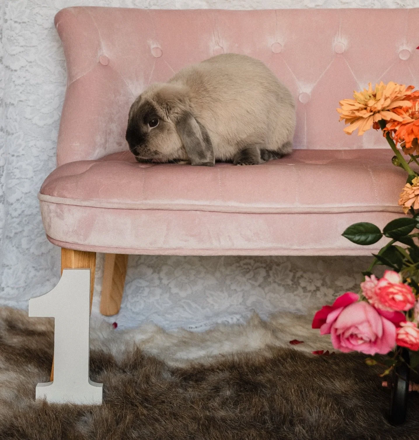 A little late but Lola celebrated her first birthday on Good Friday 🎂 

Flick me a message if you would like to have a session for your beloved pet 🐰 🐕