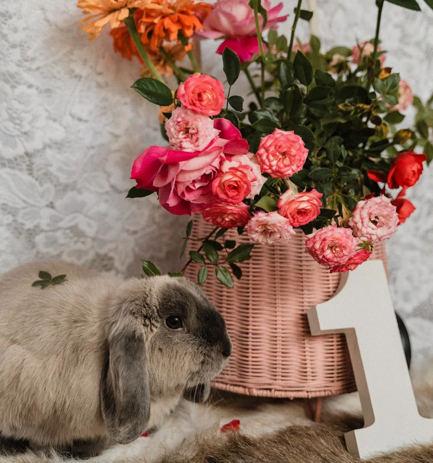 A little late but Lola celebrated her first birthday on Good Friday 🎂 

Flick me a message if you would like to have a session for your beloved pet 🐰 🐕