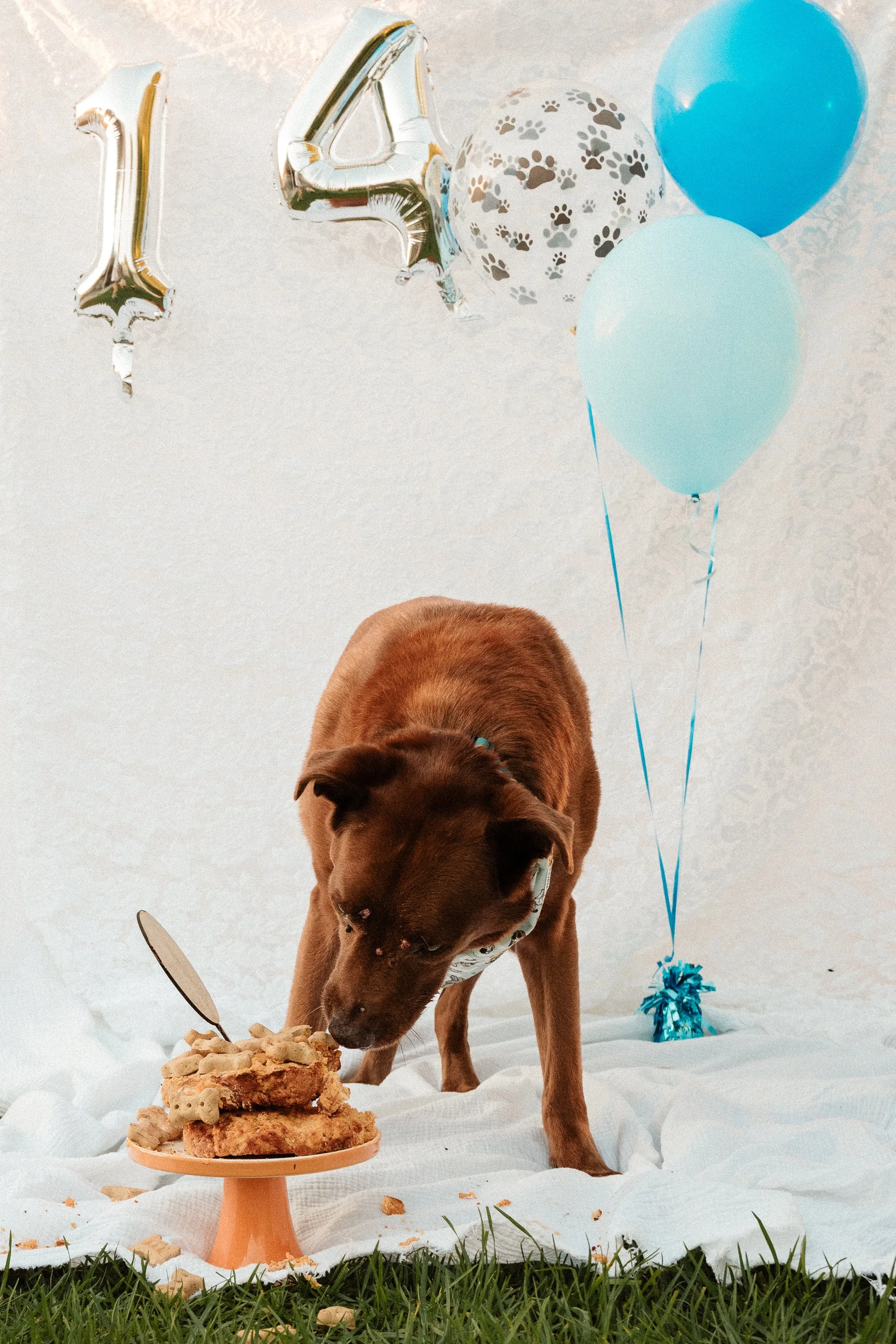 Pet Photography Mildura