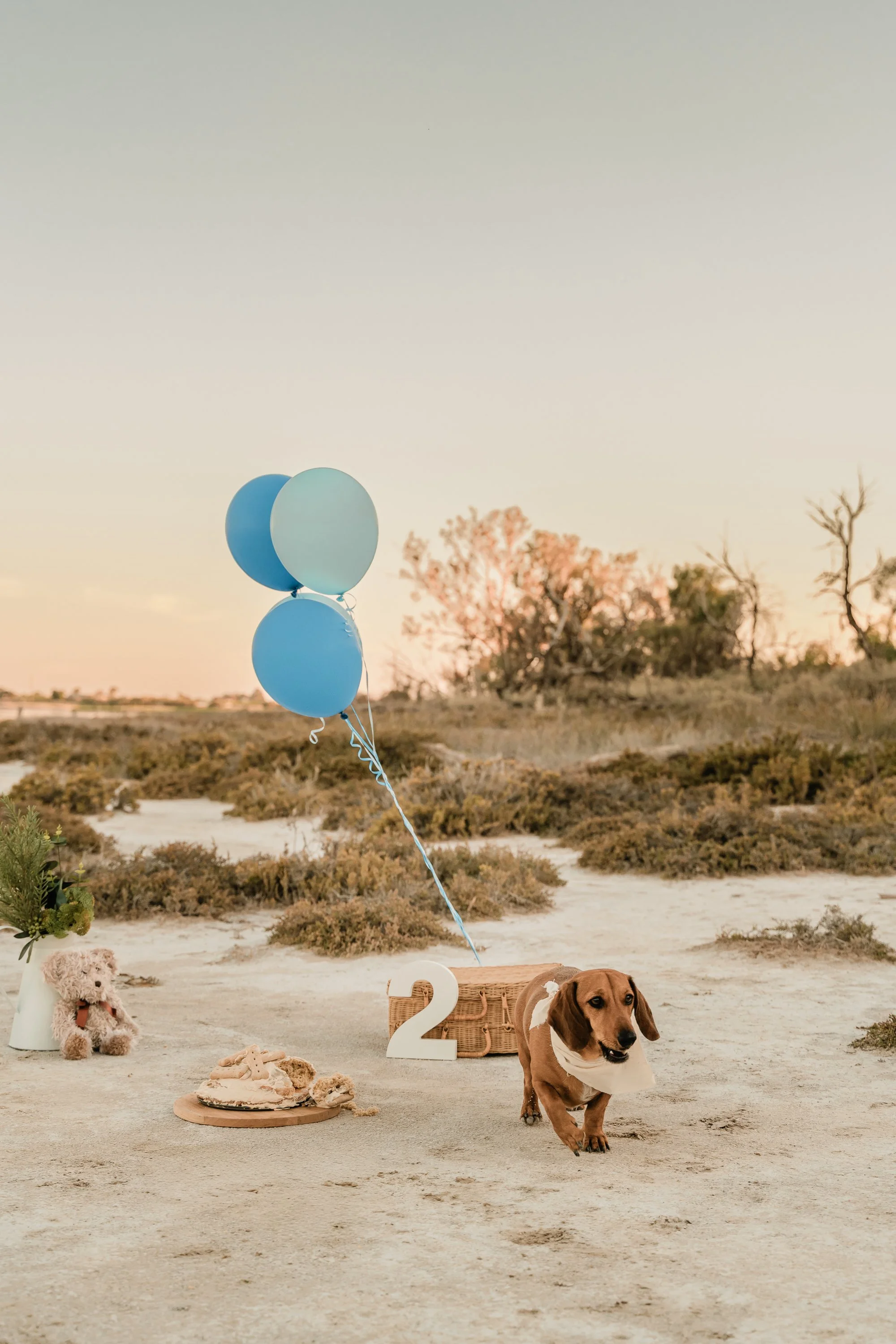 Doggy Birthday Shoot Mildura