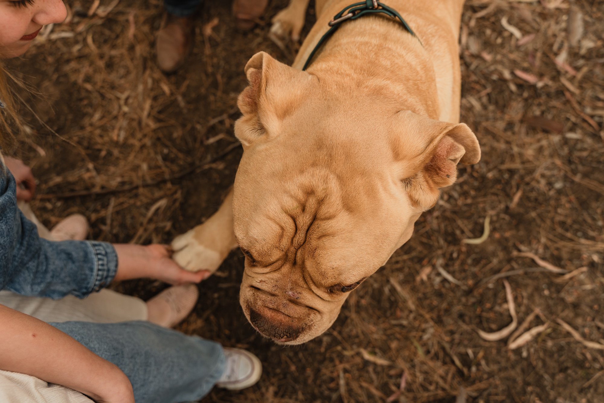 Pet Photography Mildura