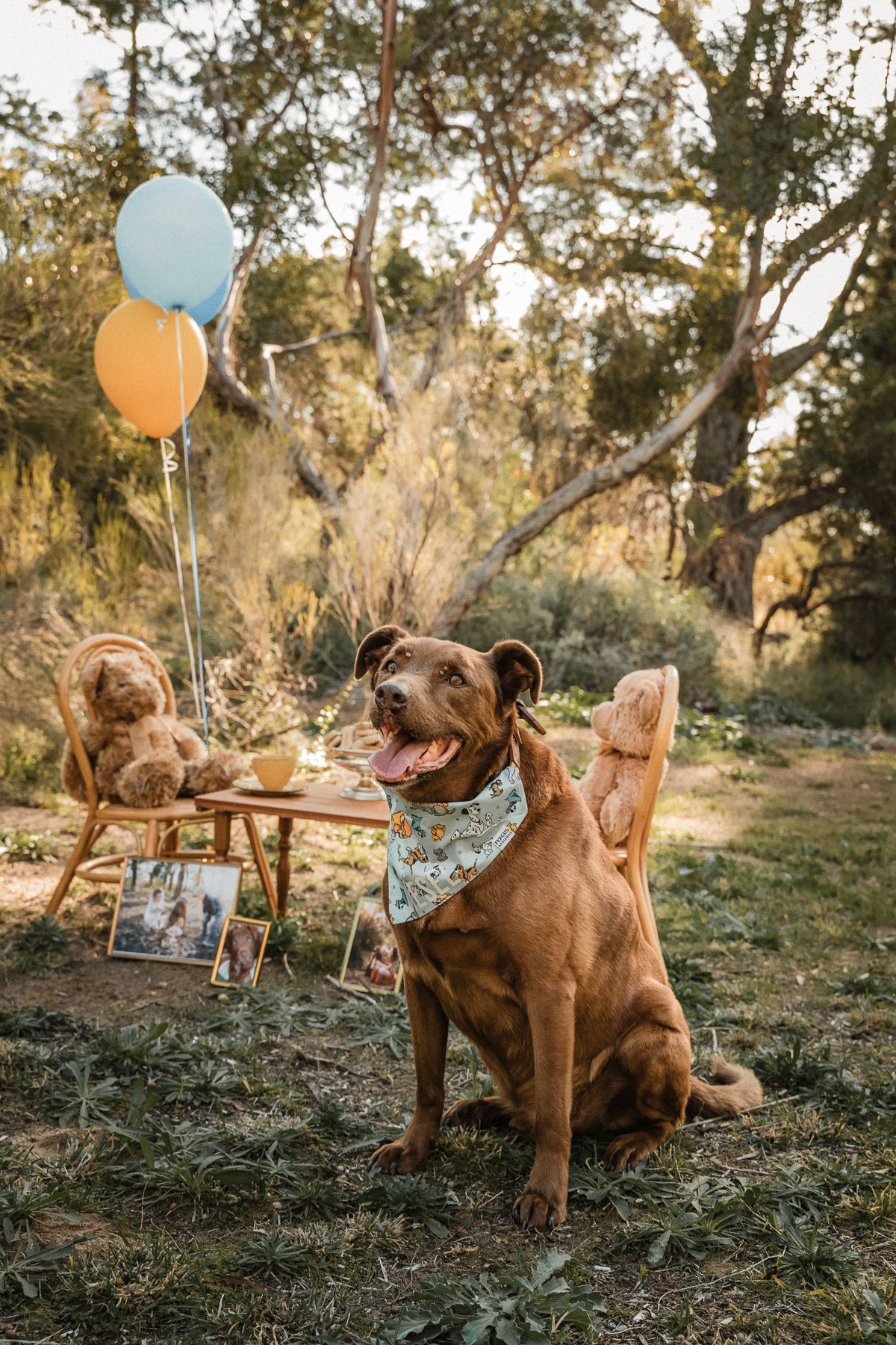 Dog Party Mildura Pet Sessions