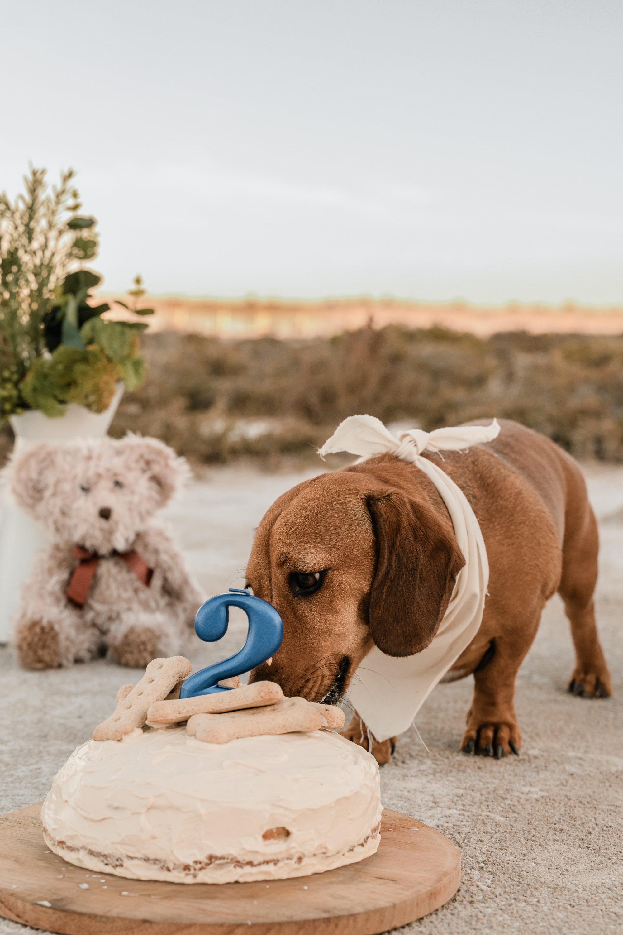 Doggy Birthday Session Milly Kane Photography
