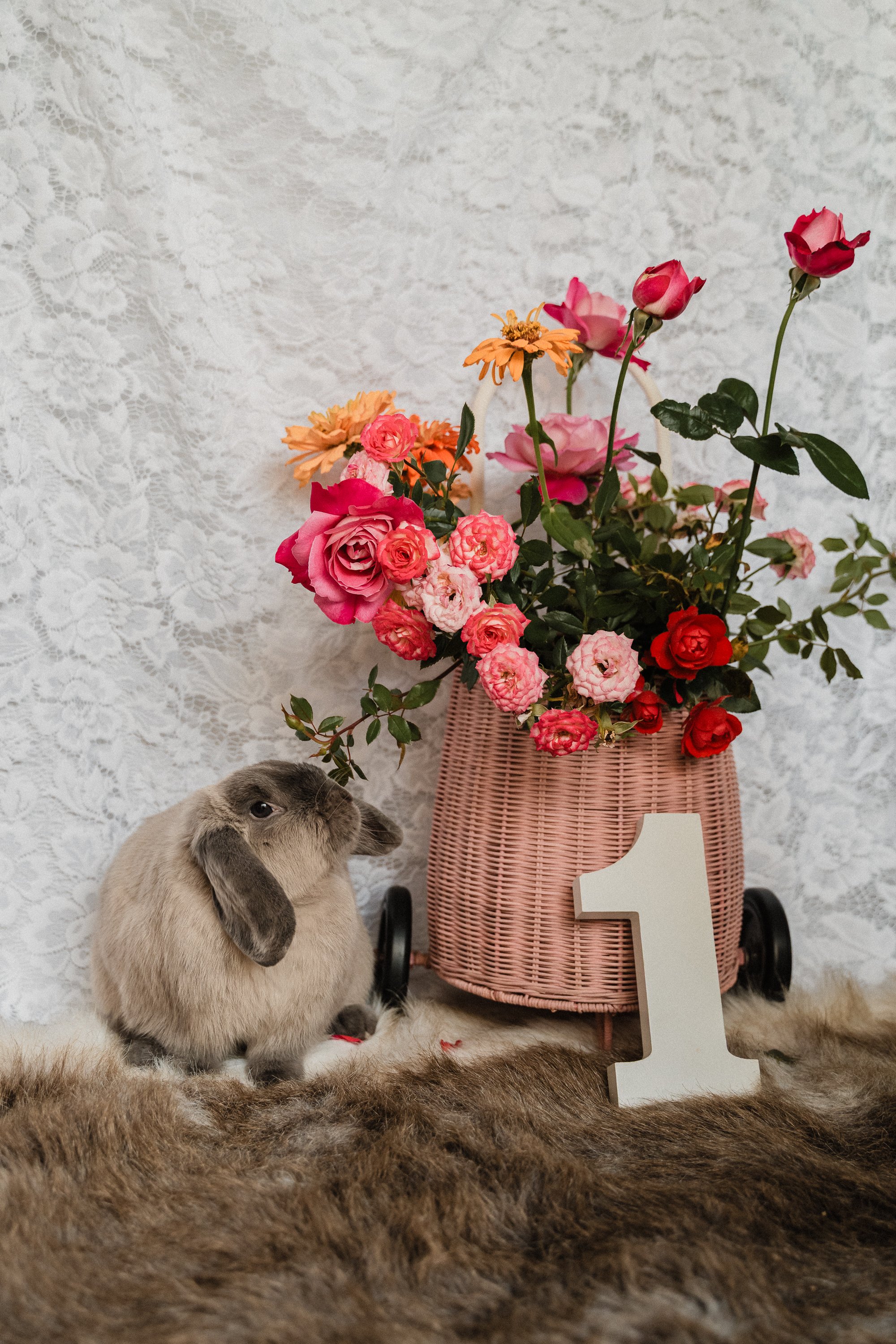 Pet Photography Mildura