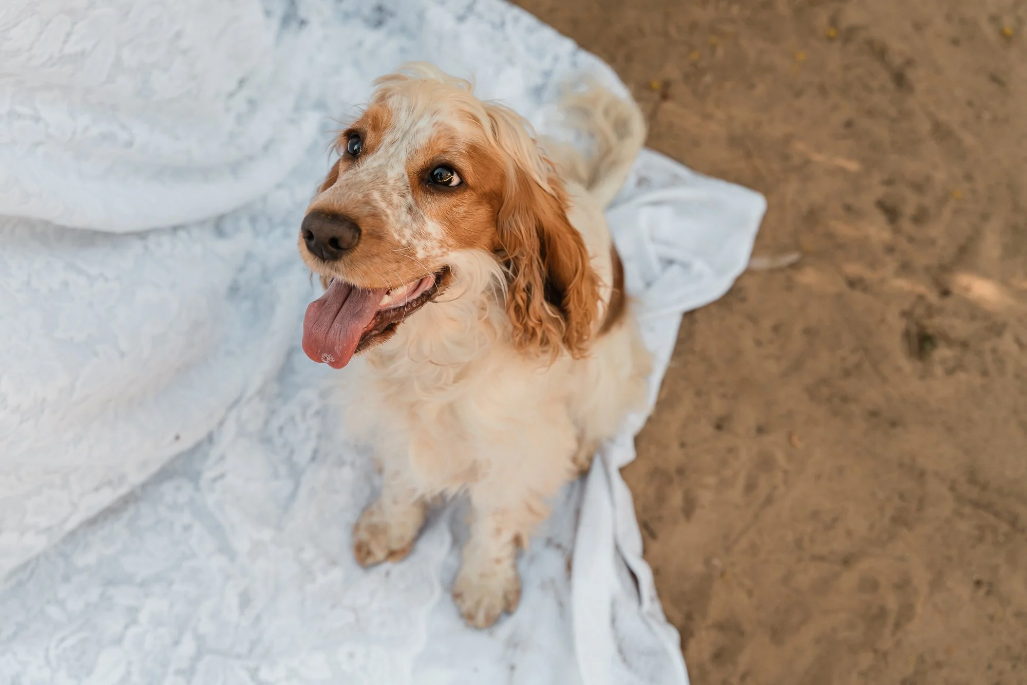 Mildura Pet Photographer