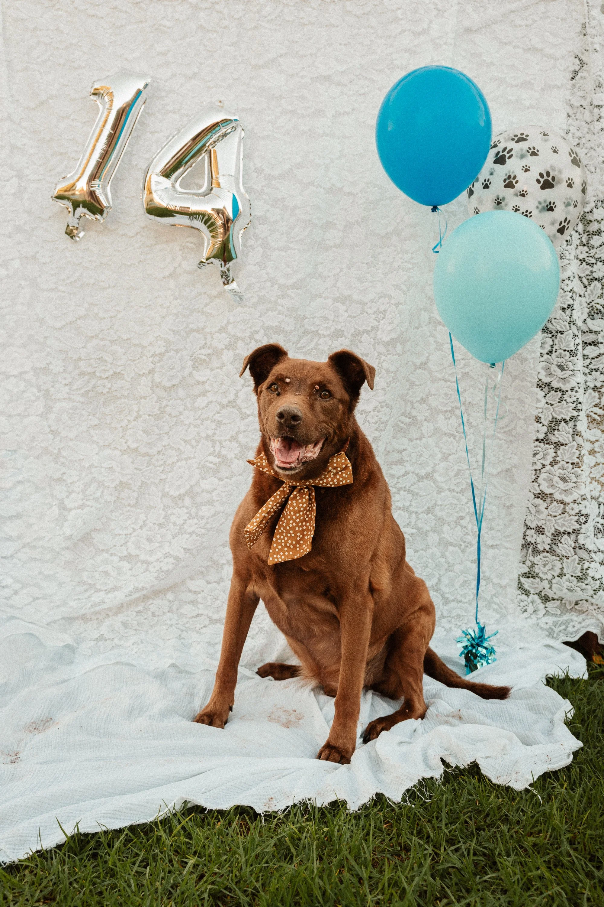 Pet Photography Mildura