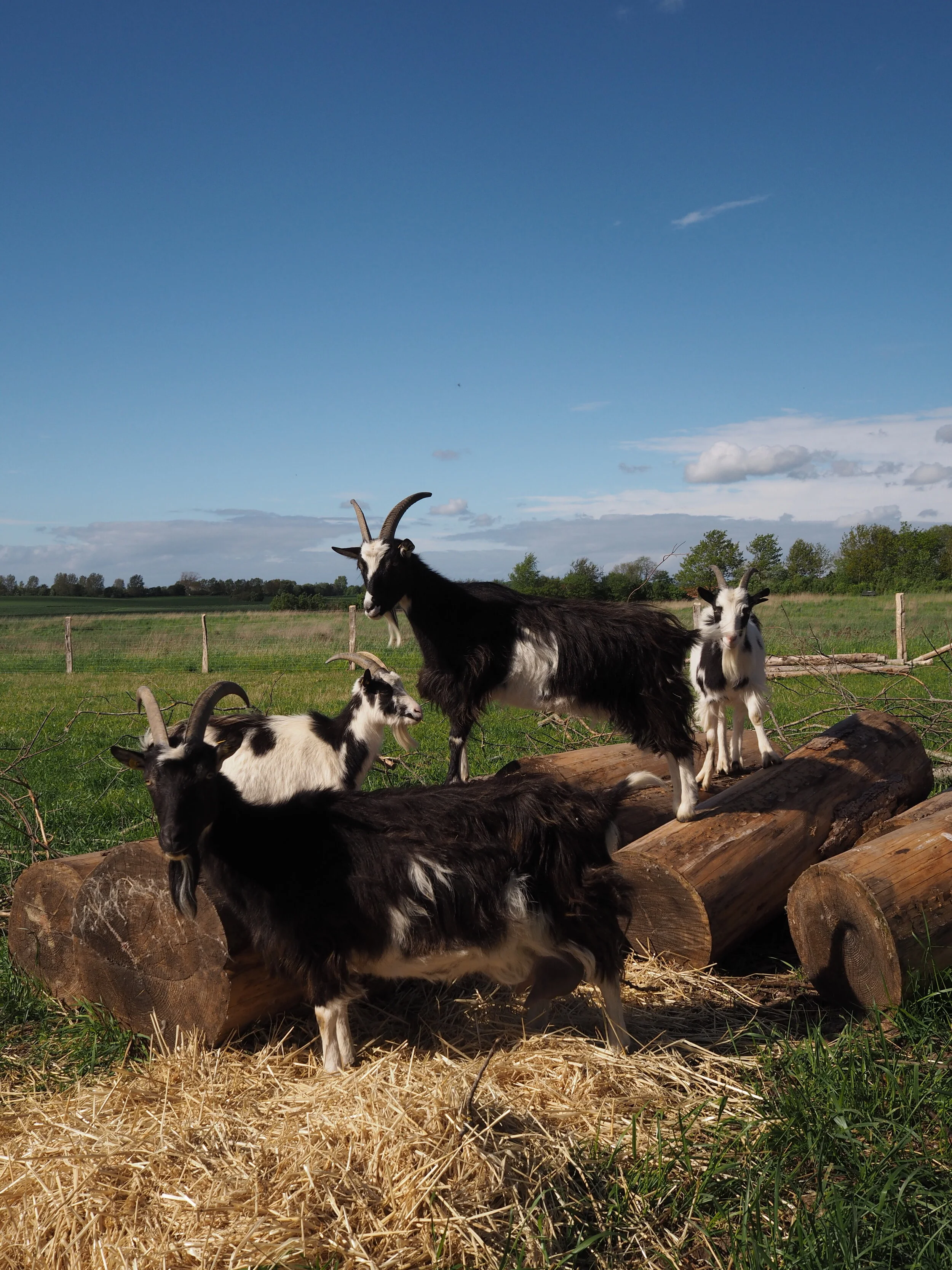 Vores geder er af racen Dansk landrace ged. Den er kendetegnet ved både at være en god kød- og malkeged og så er den meget social. Når du besøger vores geder, kommer de helt sikkert hen for at snakke med dig.