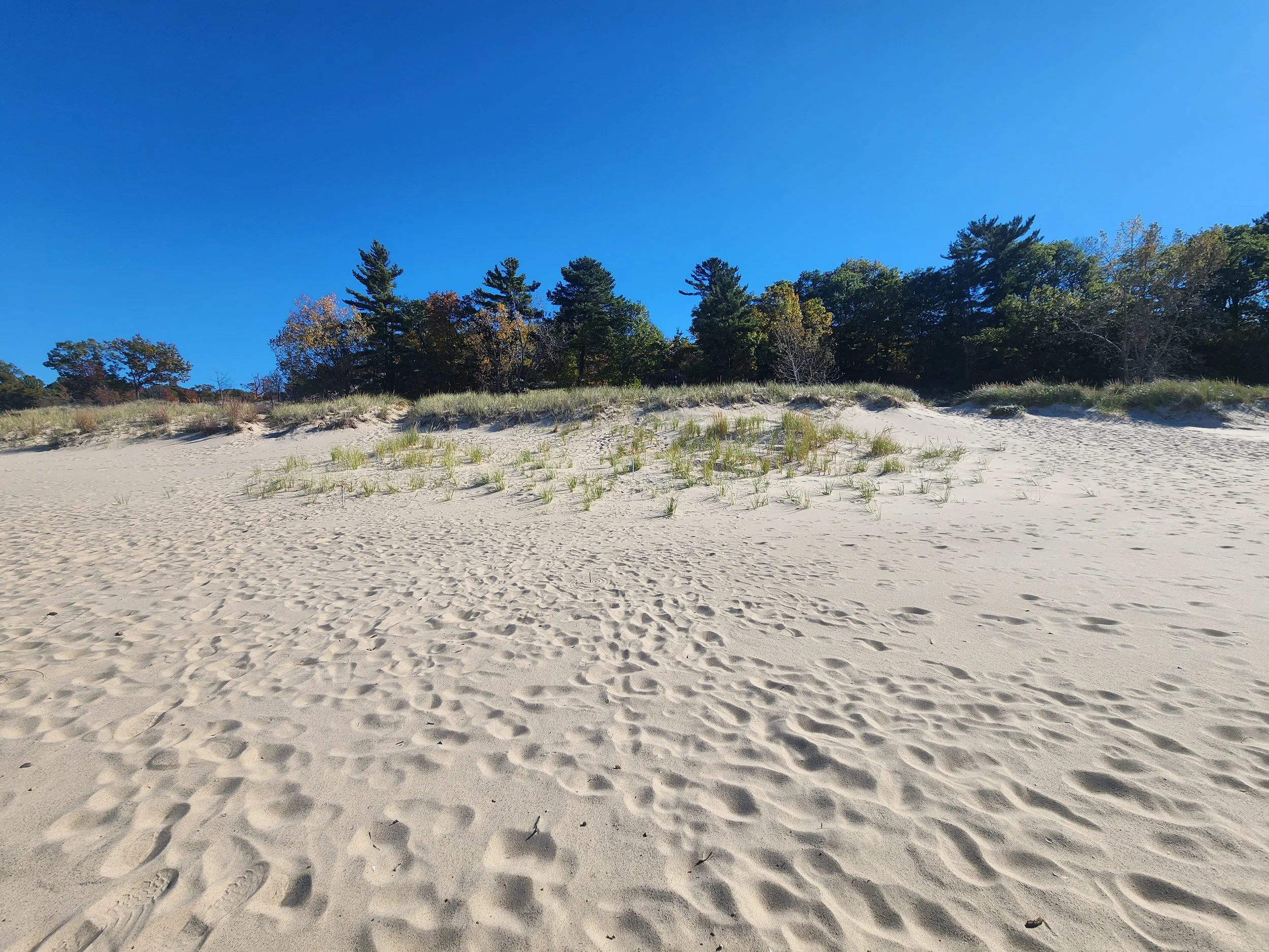 A sandy beach and dune environment, with trees in the background