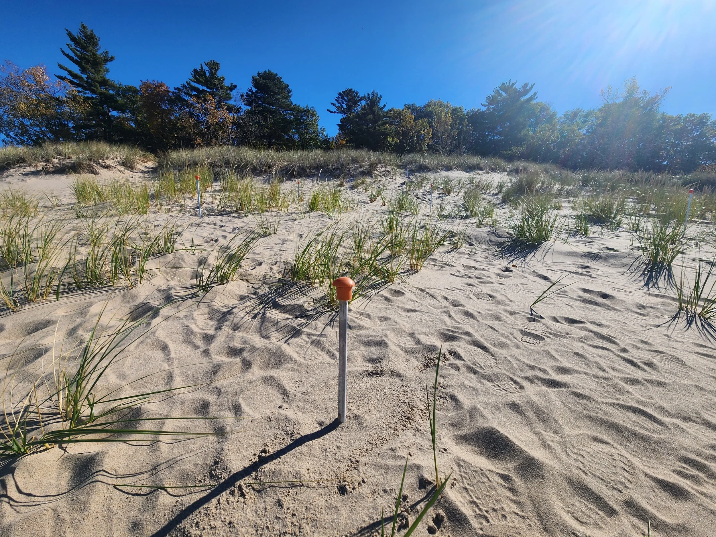 close up picture of sand and dune grasses with a silver pole sticking out of the ground with an orange rubber cap on it.