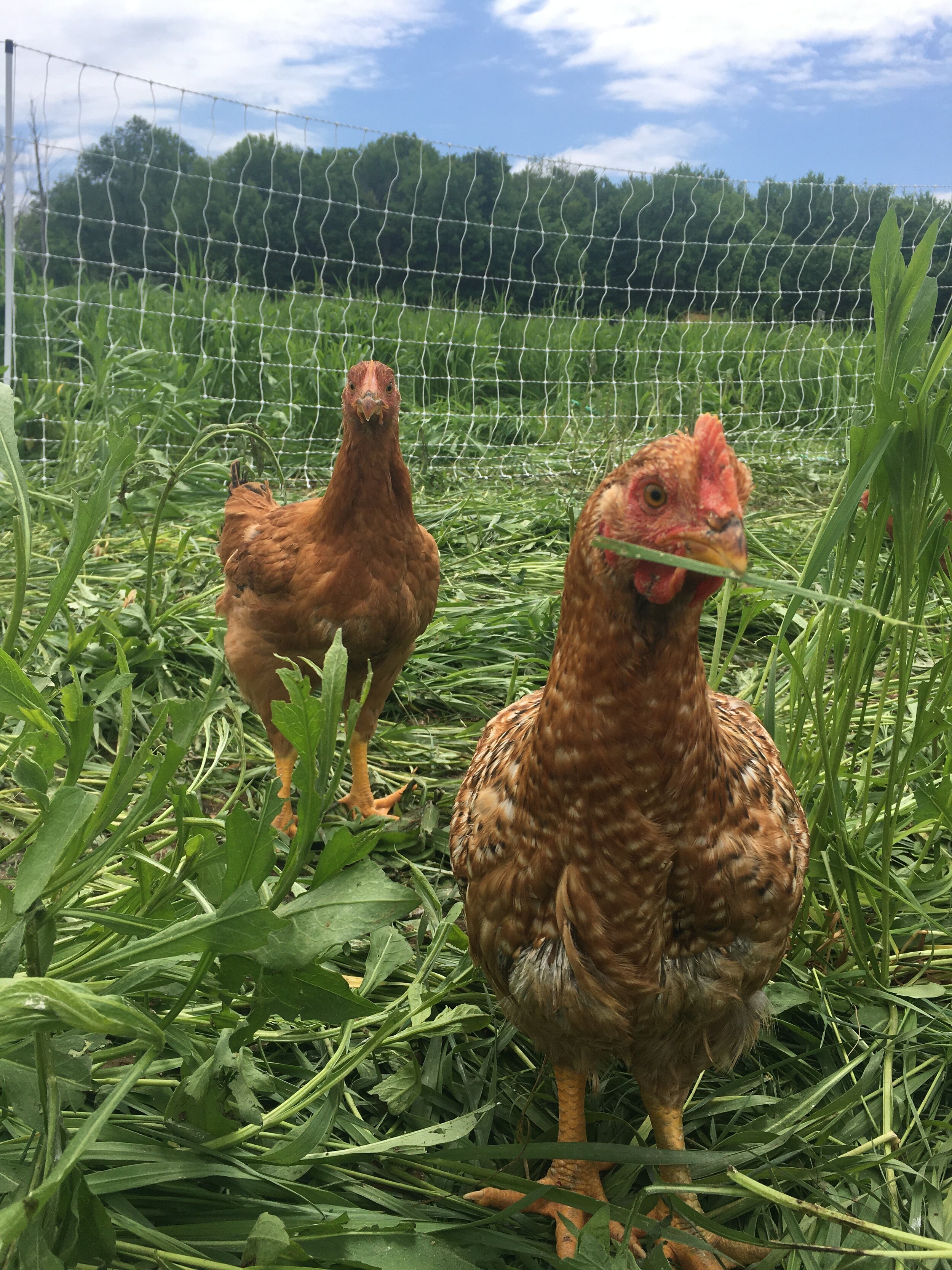 Whole Organic Chicken — Hunger Moon Farm