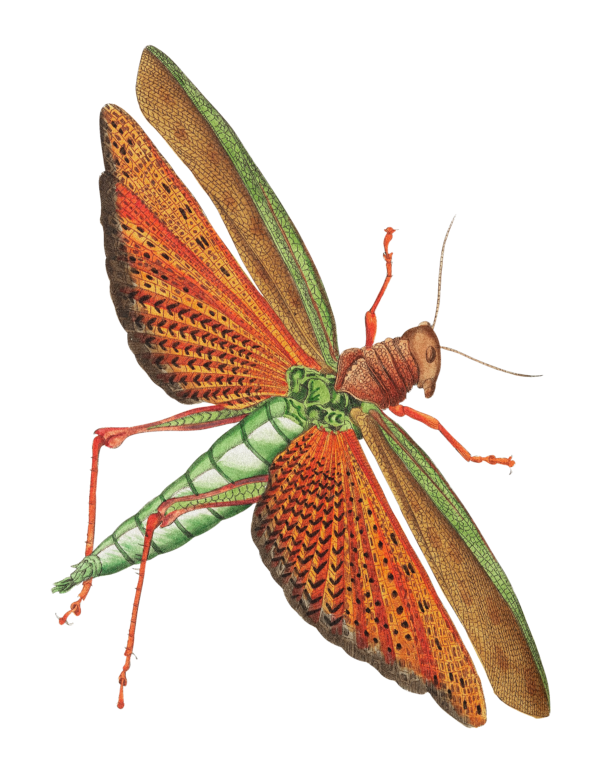 Illustratie van een kleurrijk insect met grote vleugels die lijken op bladeren, met een groen lichaam en oranje en bruine vleugels.