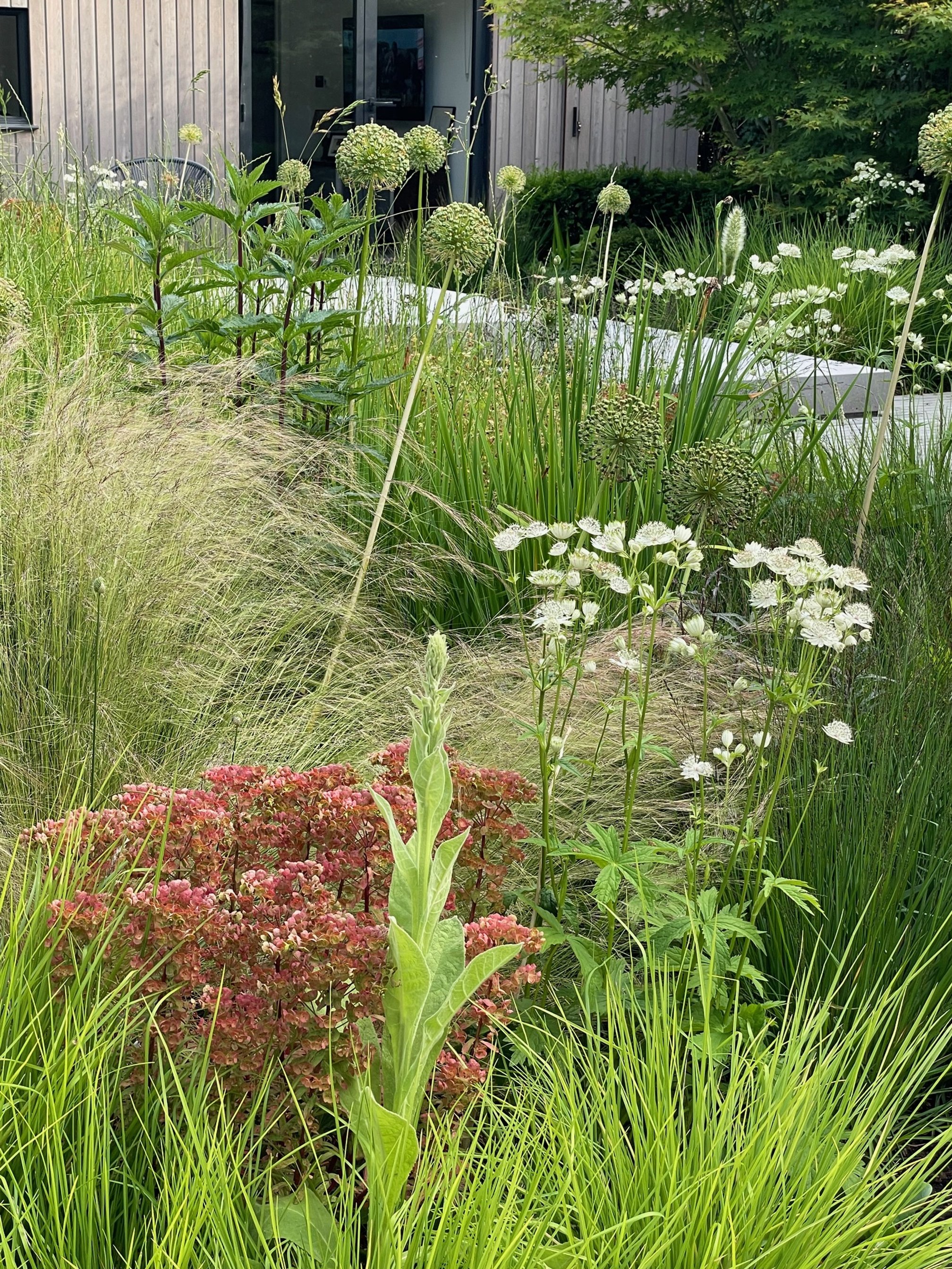 Lucy_Willcox_Garden_Design_Planting_Plan_Sunny_Border_July-.jpg