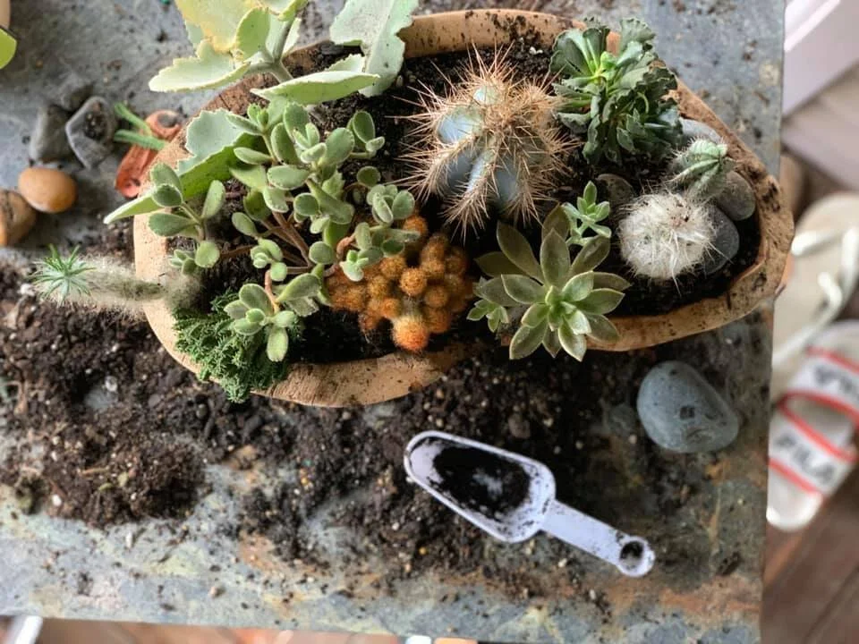 bulbosa air plant care Bulbosa Guatemala – Plantaflor USA, Inc main image 1