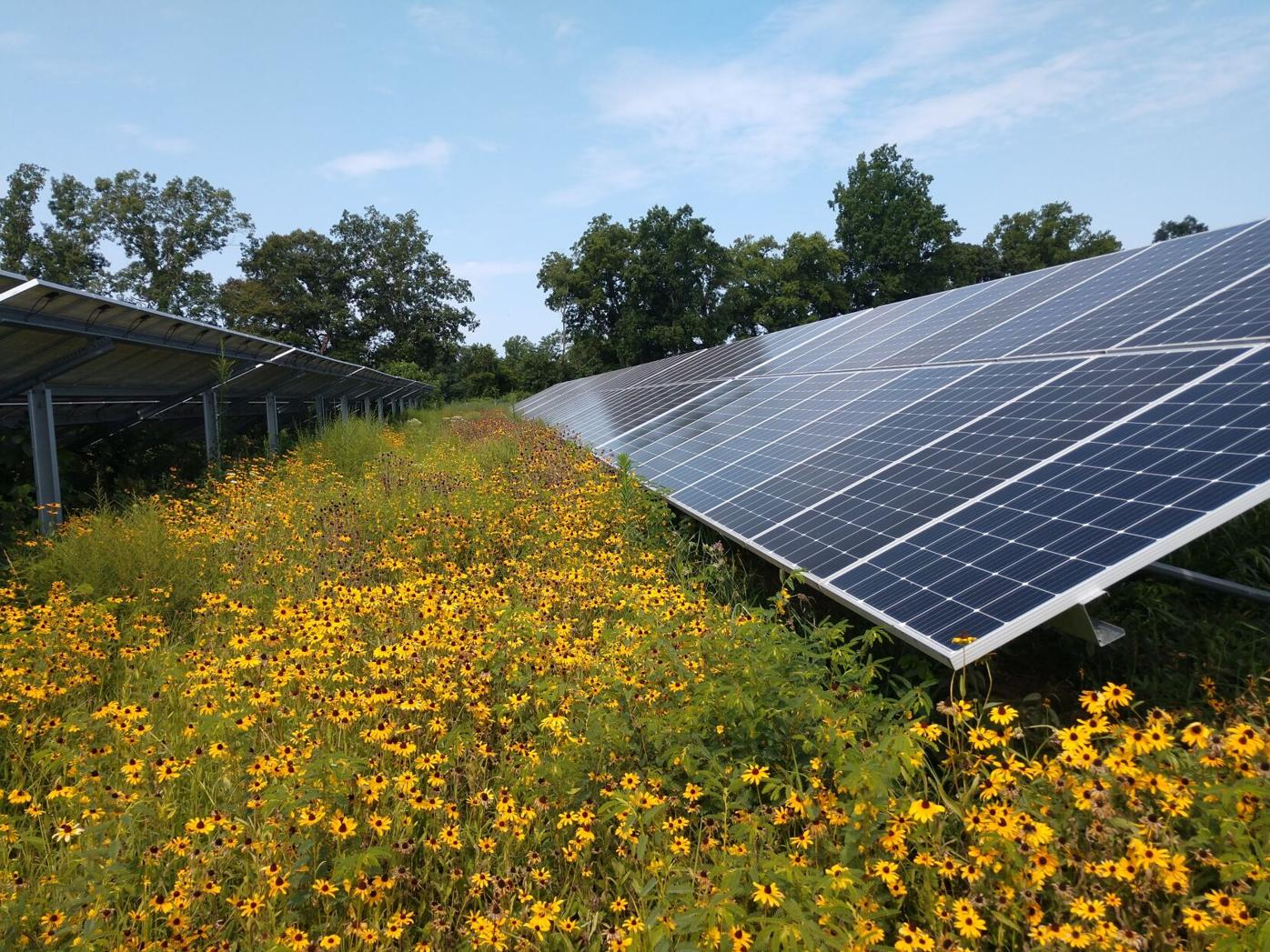 Capel Solar East End Solar Meadow Project — RVAgreen 2050