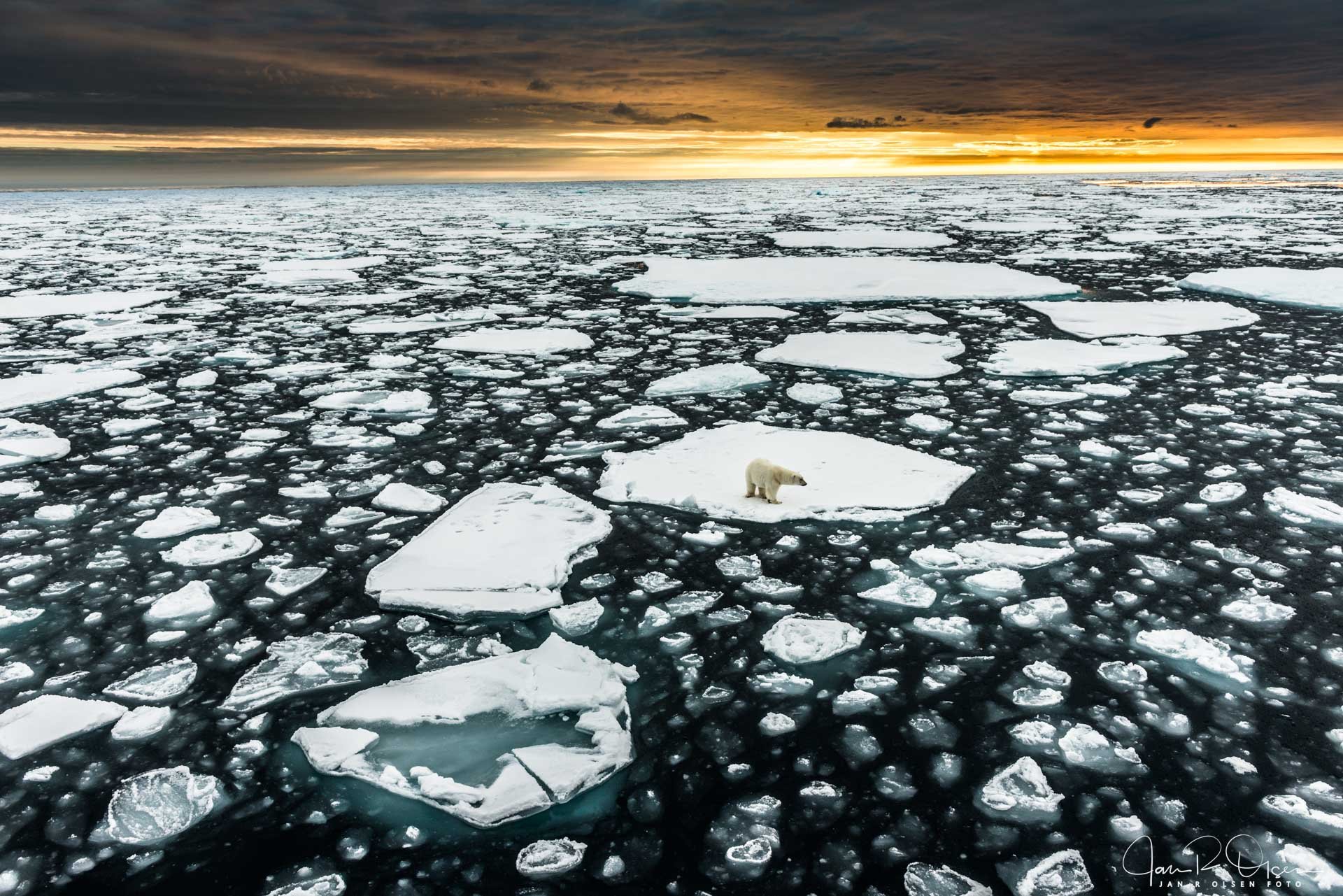  Bildet av isbjørn som ble nr 2 i “Årets naturbilde” i NM i 2013. 