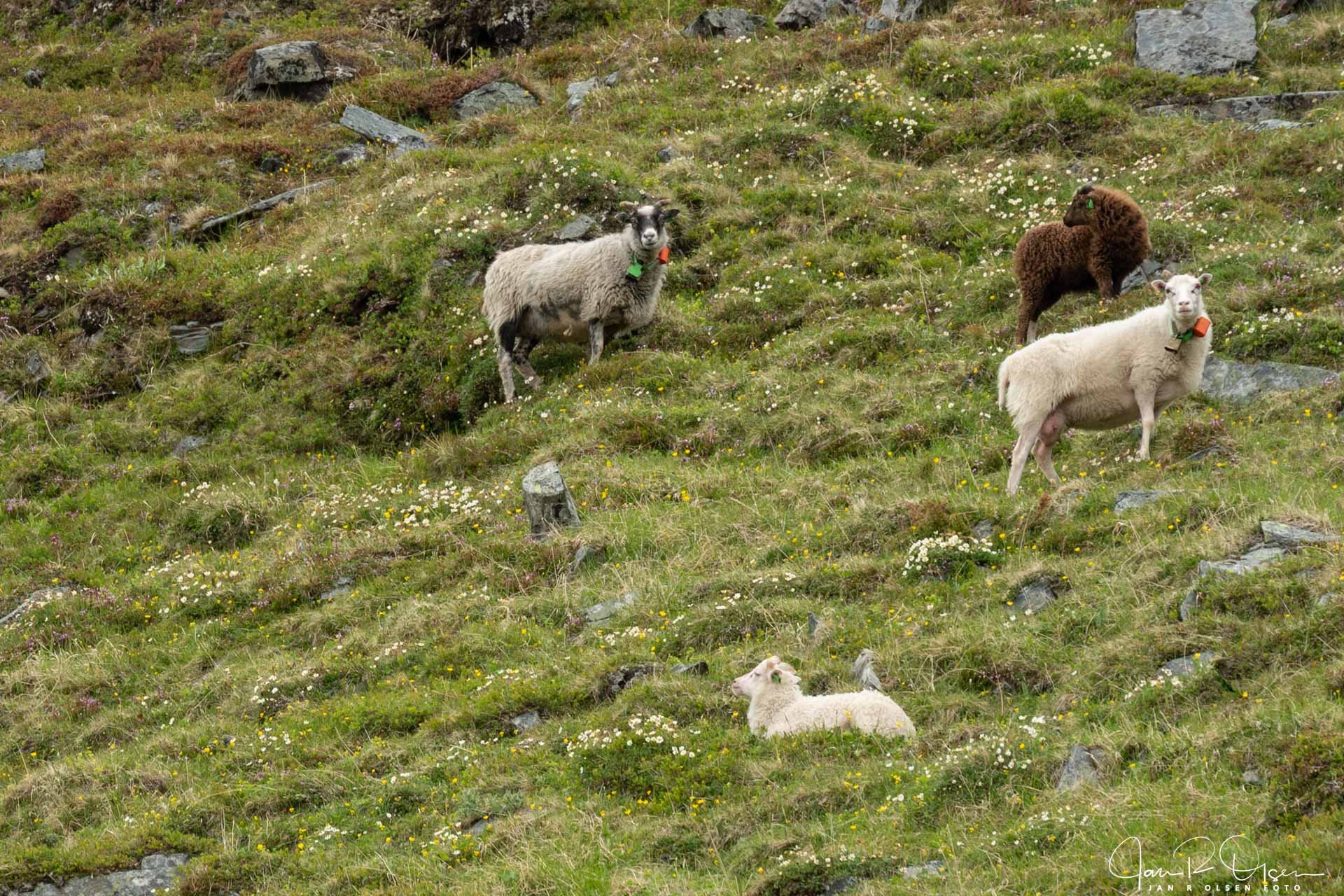 20250709_DSC0495©Jan R Olsen Foto.jpg