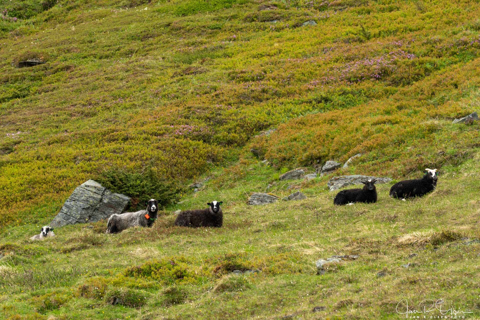 20250709_DSC0497©Jan R Olsen Foto.jpg
