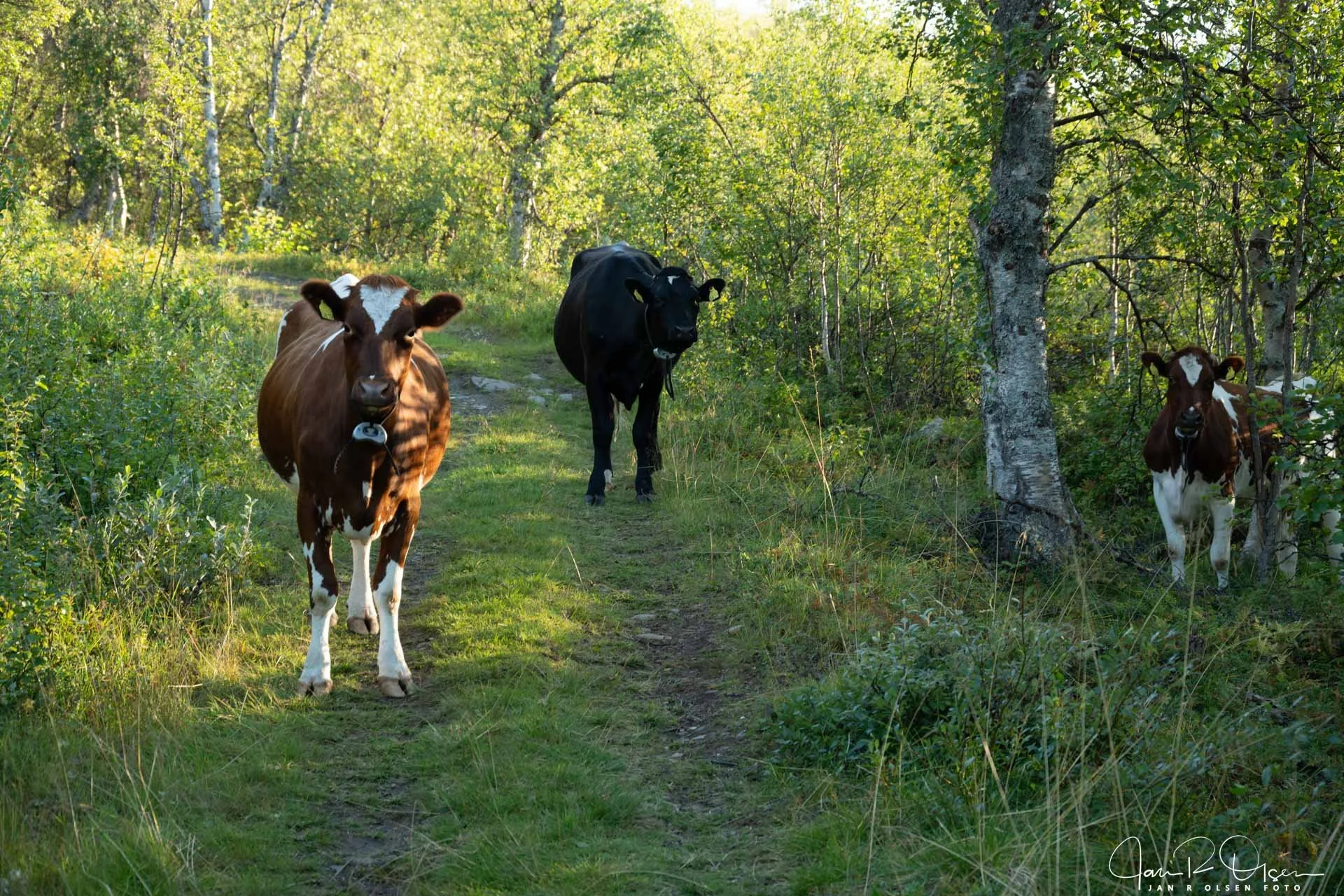 20250829_DSC2079©Jan R Olsen Foto.jpg