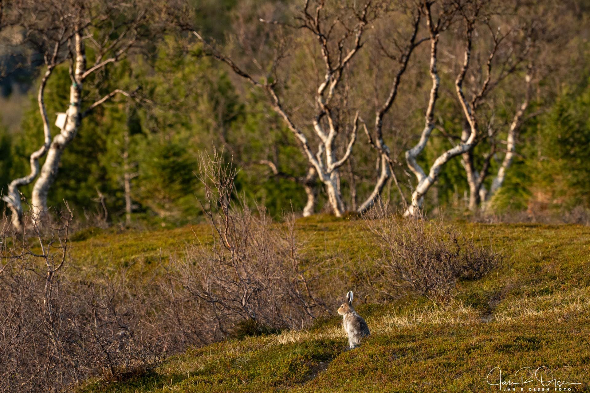 20260519_DSC4751©Jan R Olsen Foto.jpg