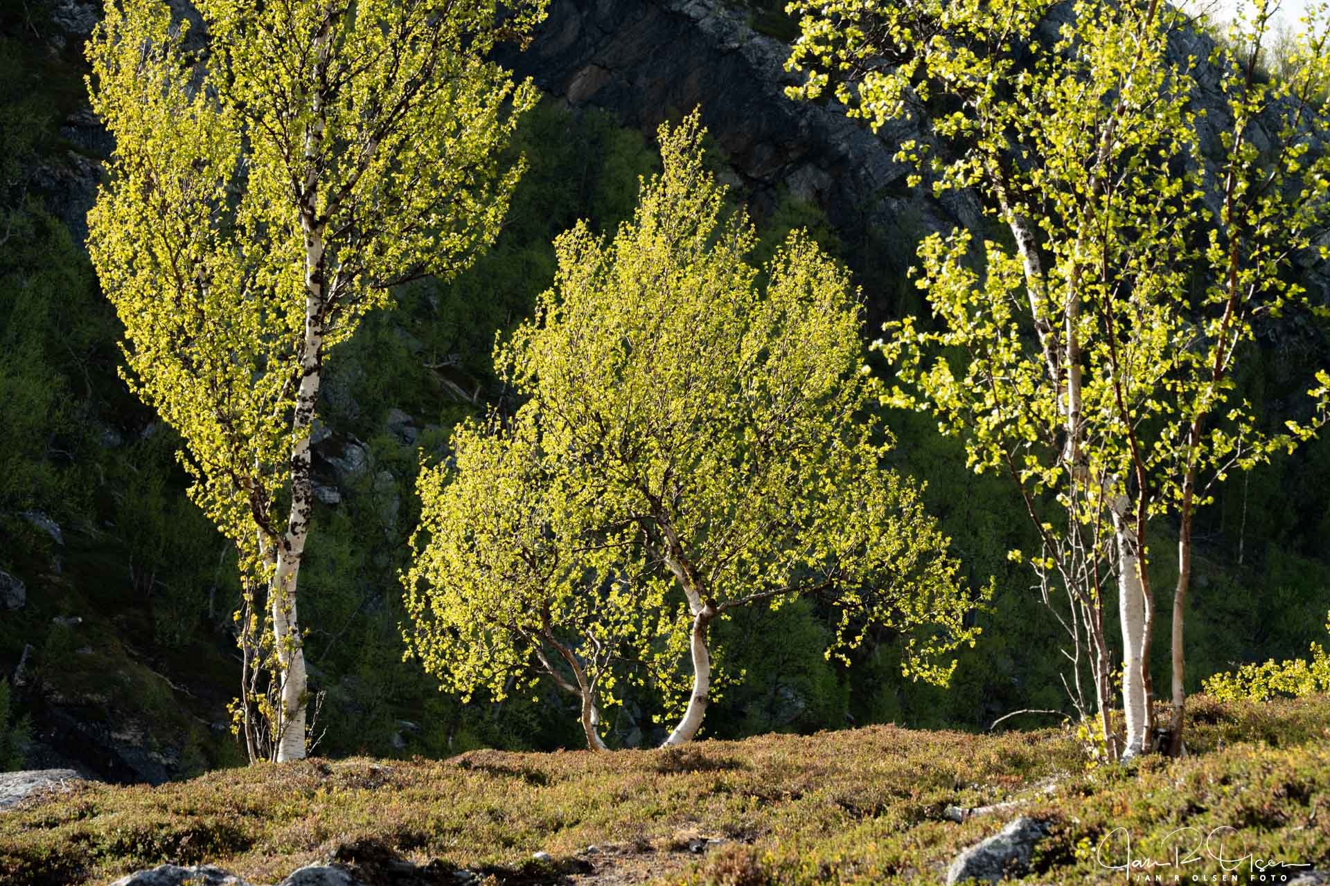 20260602_DSC5147©Jan R Olsen Foto.jpg