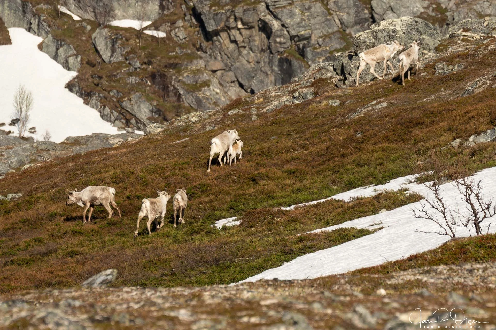 20260602_DSC5173©Jan R Olsen Foto.jpg
