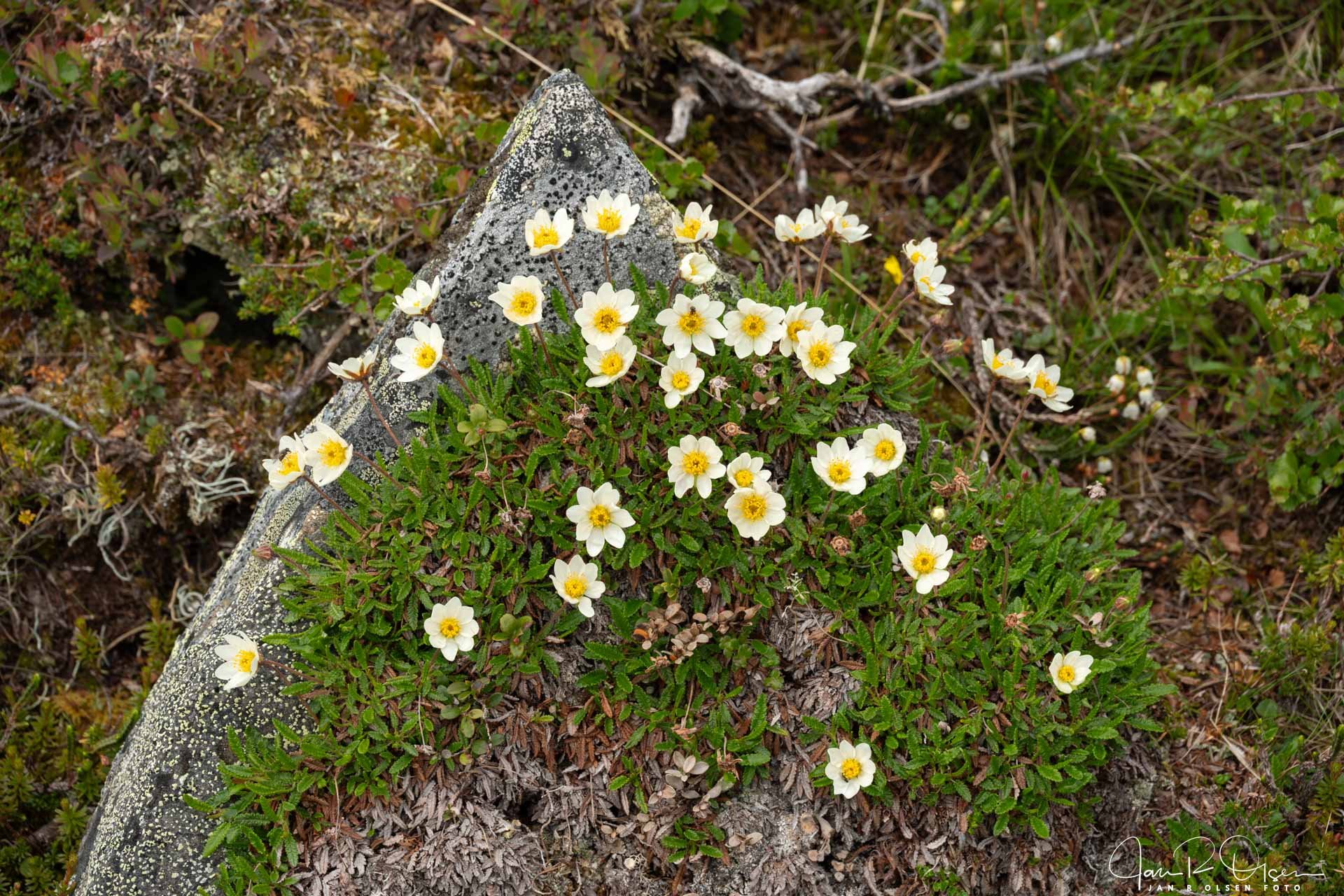 20260624_DSC5425©Jan R Olsen Foto.jpg