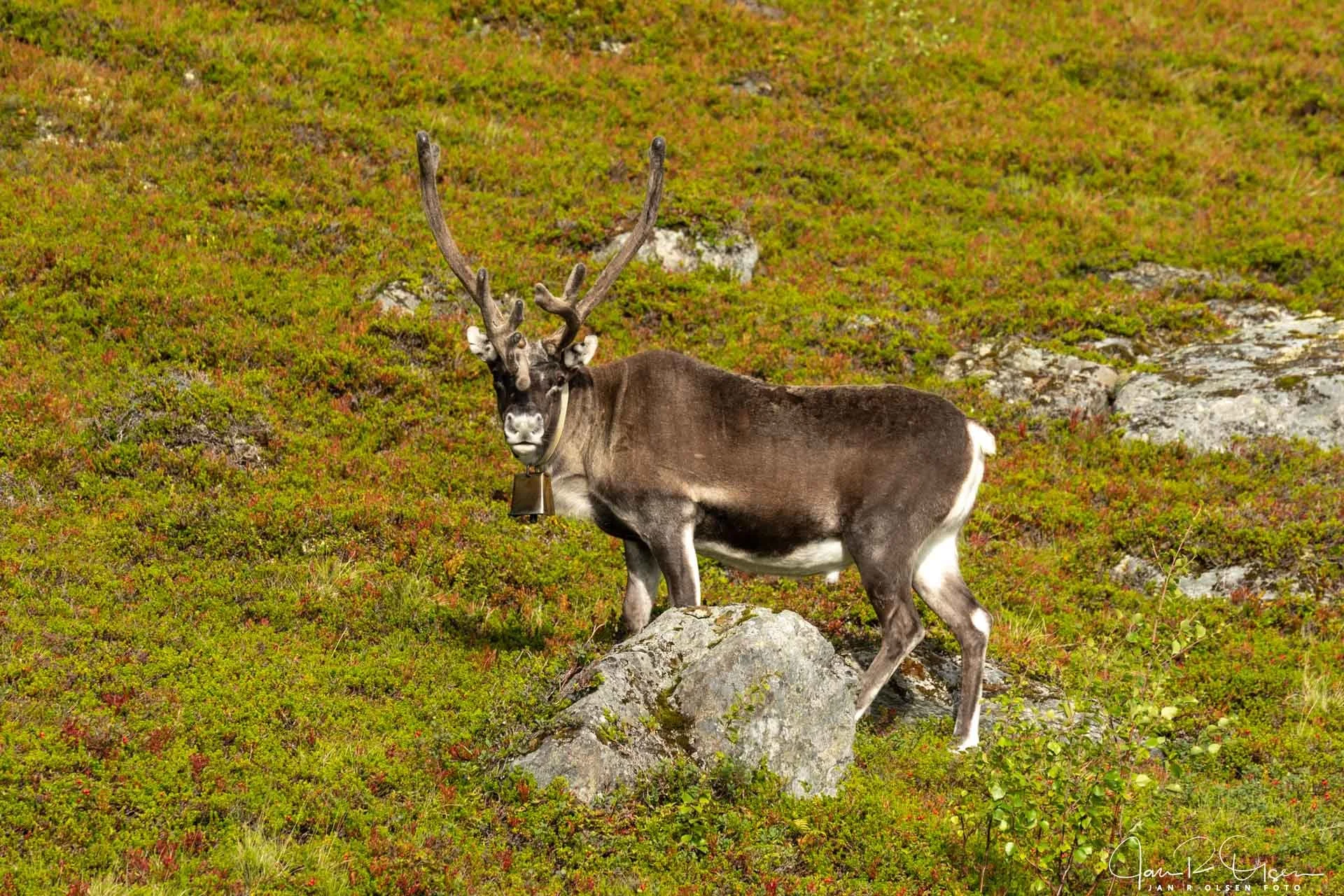20260808_DSC6813©Jan R Olsen Foto.jpg