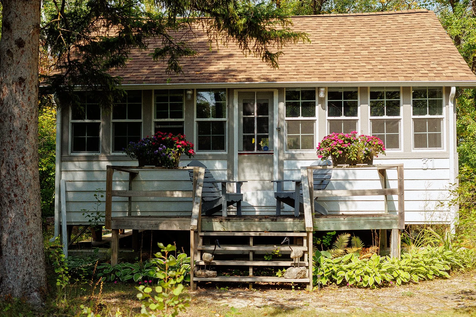 A small white house with a brown shingled roof, multiple windows, a screened door, and a porch with wooden steps and railings. There are pink and purple flowers in black pots on the porch, greenery around, and a large tree trunk on the left side.