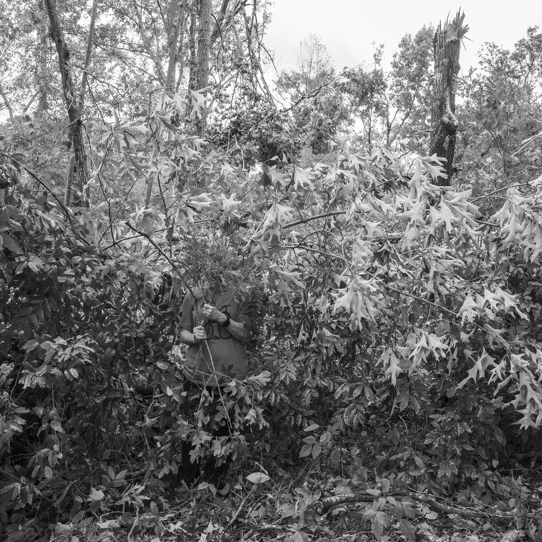 20 Foliage Blurb.jpg