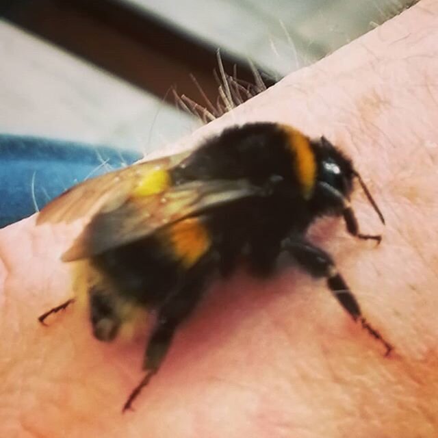 When the Bumble bee you saved from the lawn doesn't want to leave.  15 mins later she's still here! #bumblebee #beesofinstagram #bee