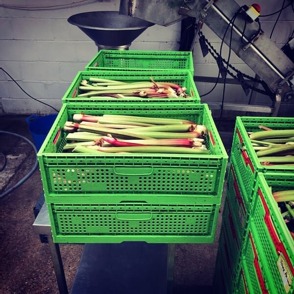 Lovely rhubarb from Bluebell Farmhouse Kitchen ready for pressing. We will be using the juice in our rhubarb cider. @bluebellfarmhousekitchen #southdowncider #rhubarbcider #rhubarb #cidermaking #cider #sussexcider #realcider #noadditives #noartificia