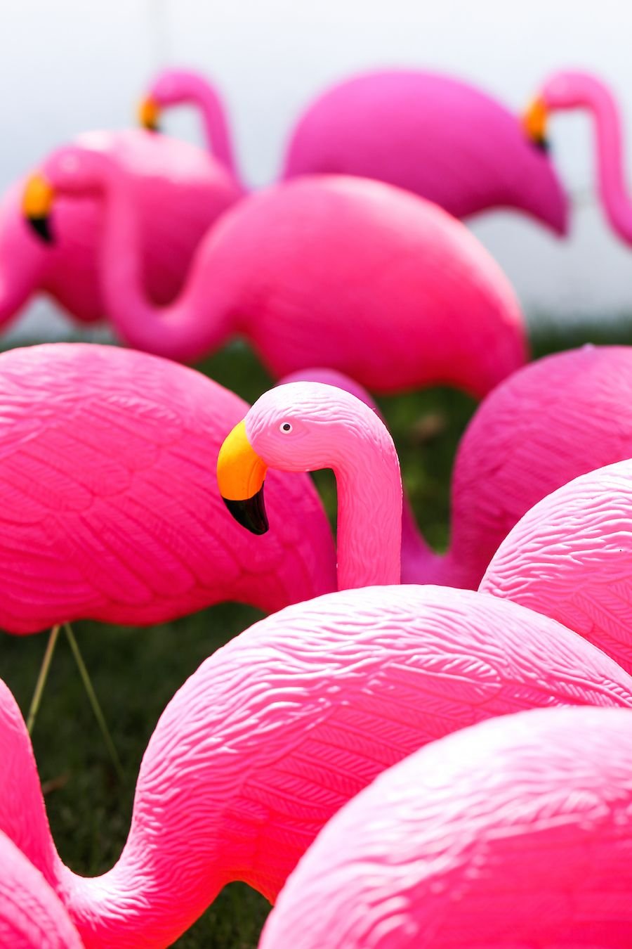 flamingo bright.jpg