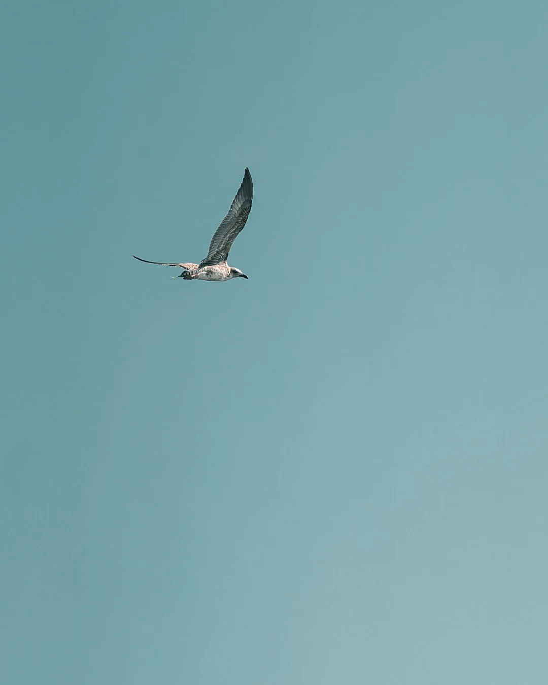 DSC00170.jpg