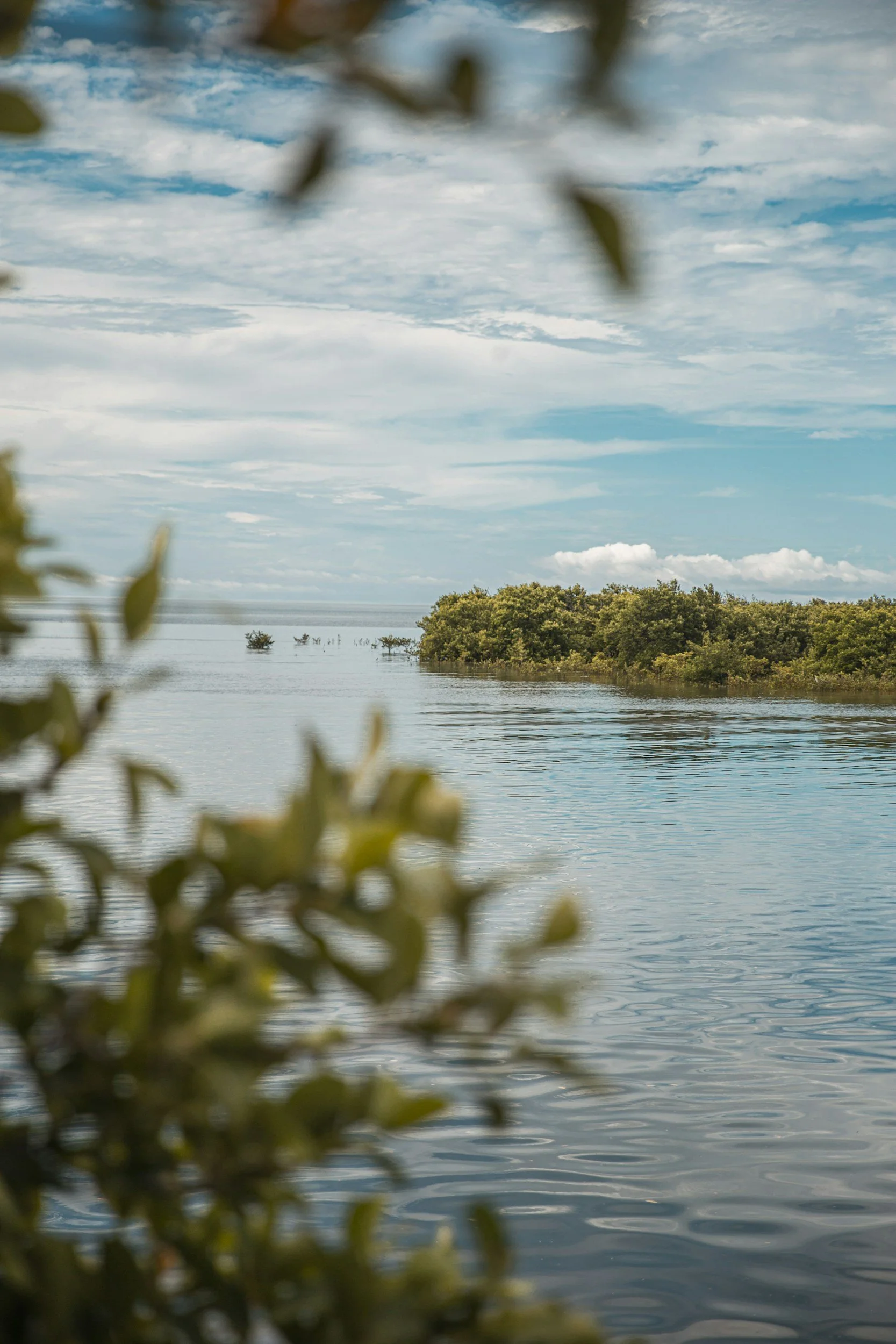 A view of a peaceful body of water with lush greenery on the shore, partly cloudy sky, and some leaves in the foreground.
