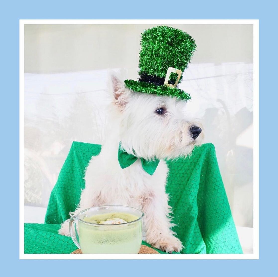Happy St. Patrick&rsquo;s Day from Oswald, the Public Relations Manager at the Lebanon Chamber of Commerce, and Michael&rsquo;s BFF. #westiesofinstagram #matcha