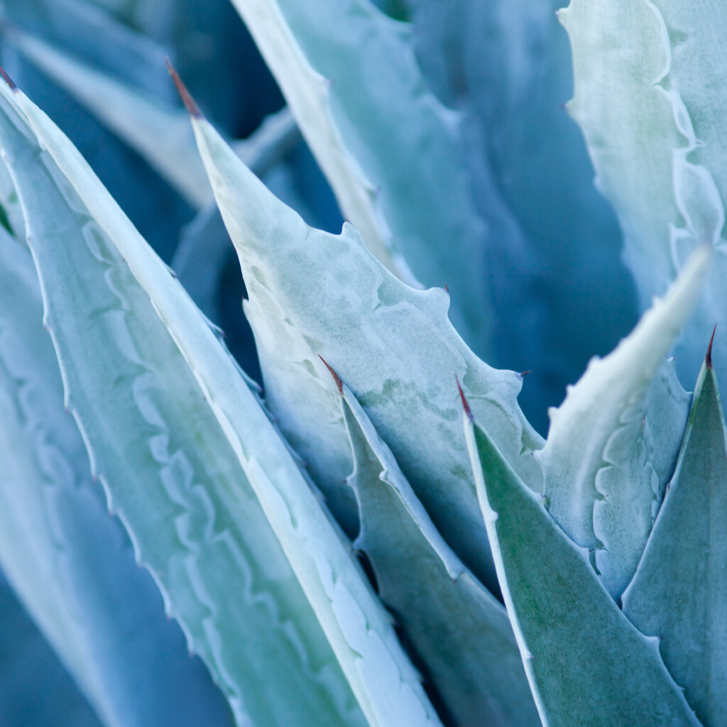 Aloe Water and Agave.jpg