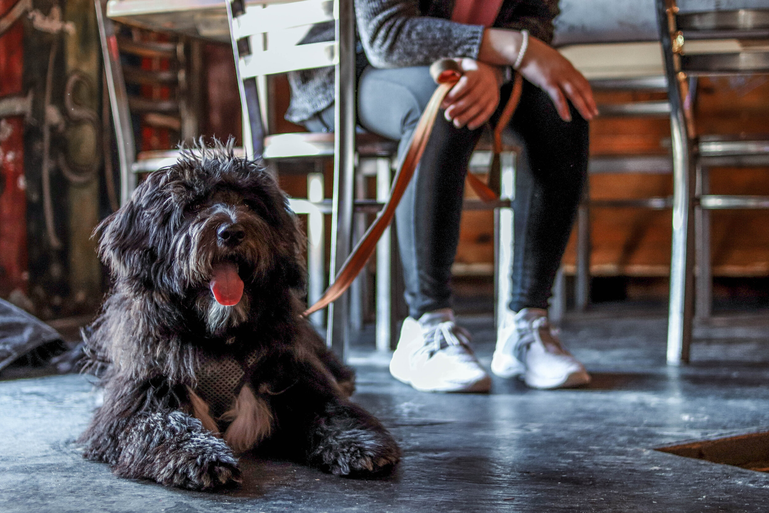 Dog-Friendly Auburn Hotspots / April 2019