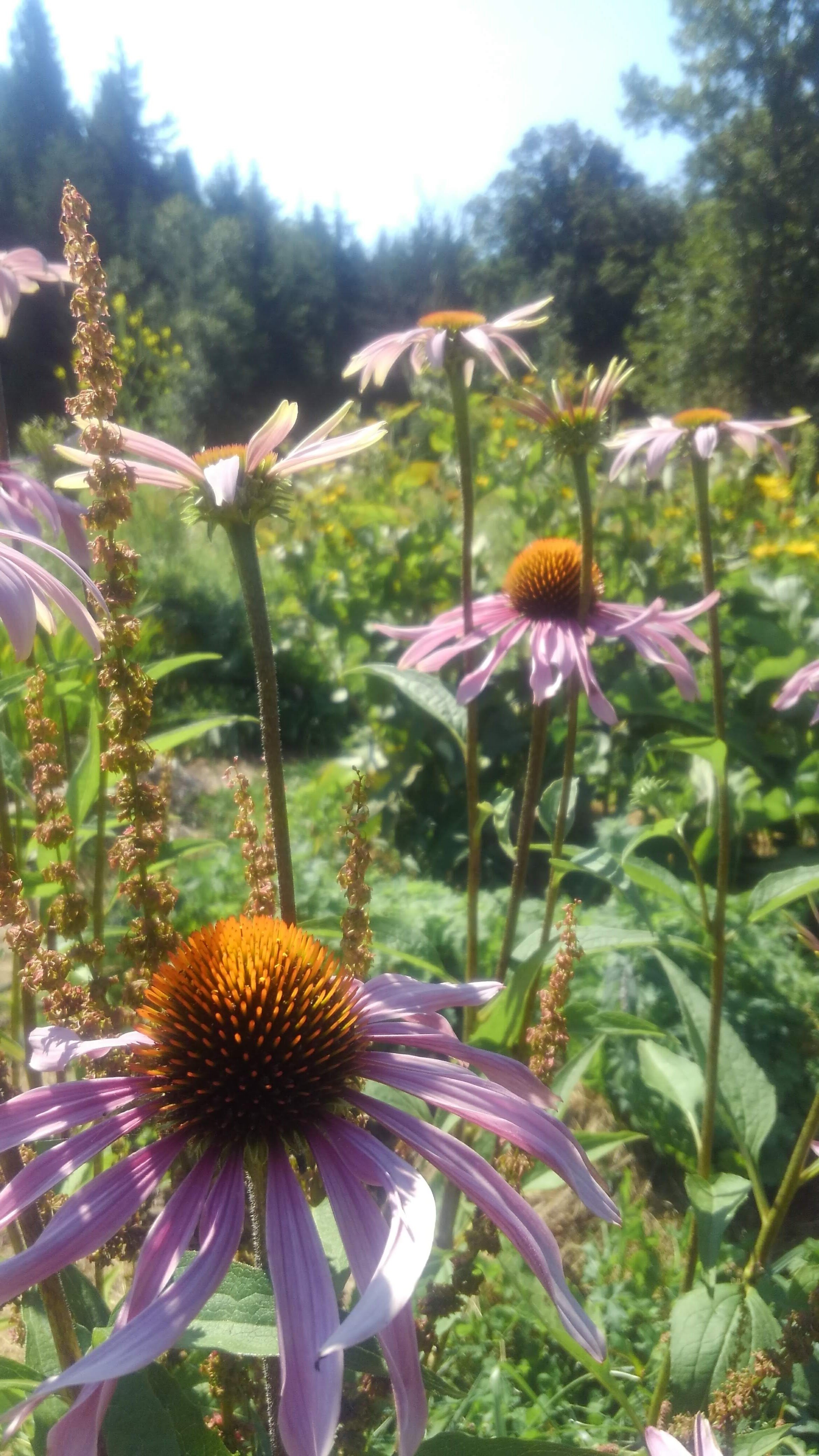 echinacea purpurea.JPG