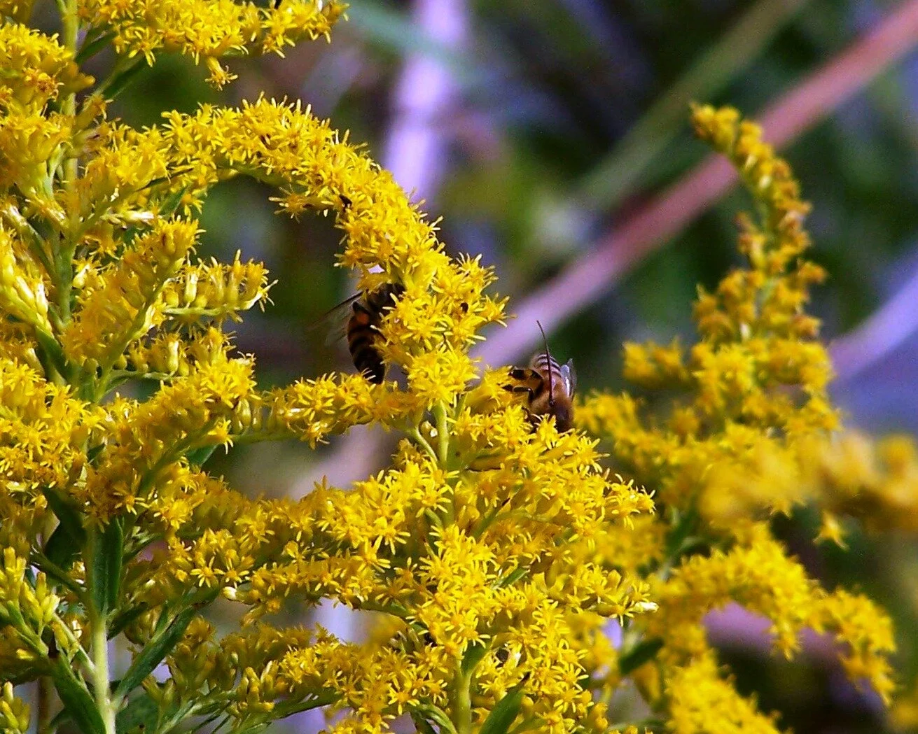 goldenrod.jpg