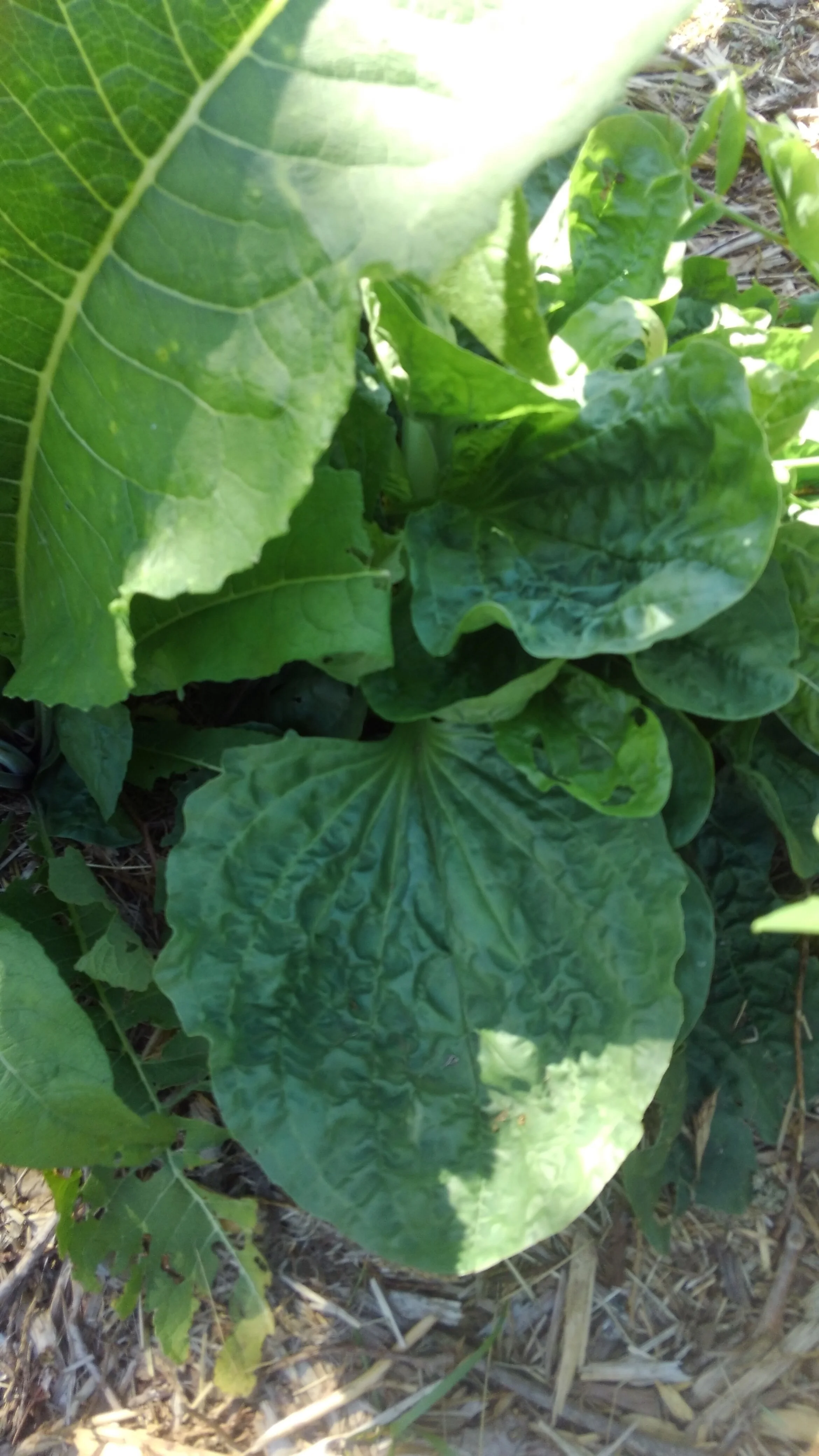 Plantain Seed, Broad Leaf