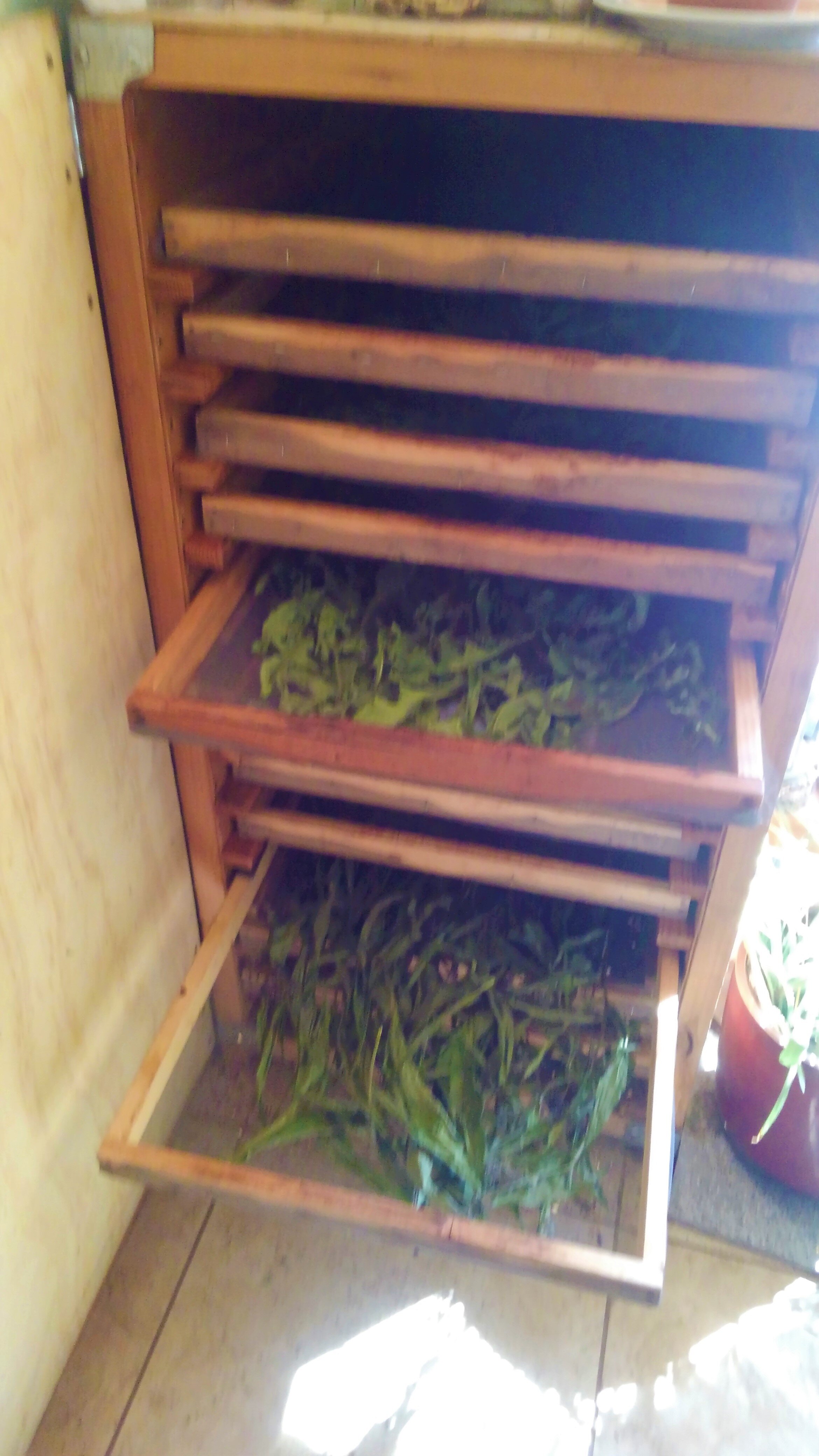 Herb Drying Tips: Garbling and Passive Solar Drying Shed — Wayside