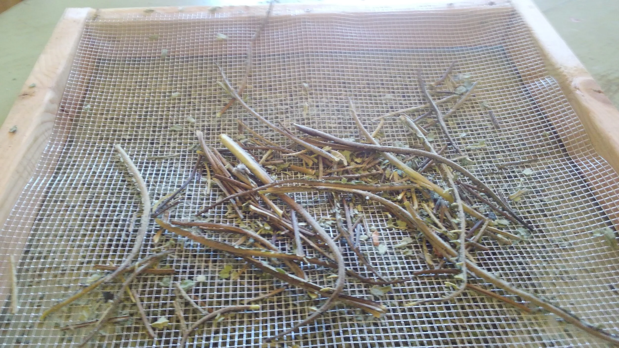 Herb Drying Tips Garbling and Passive Solar Drying Shed — Wayside