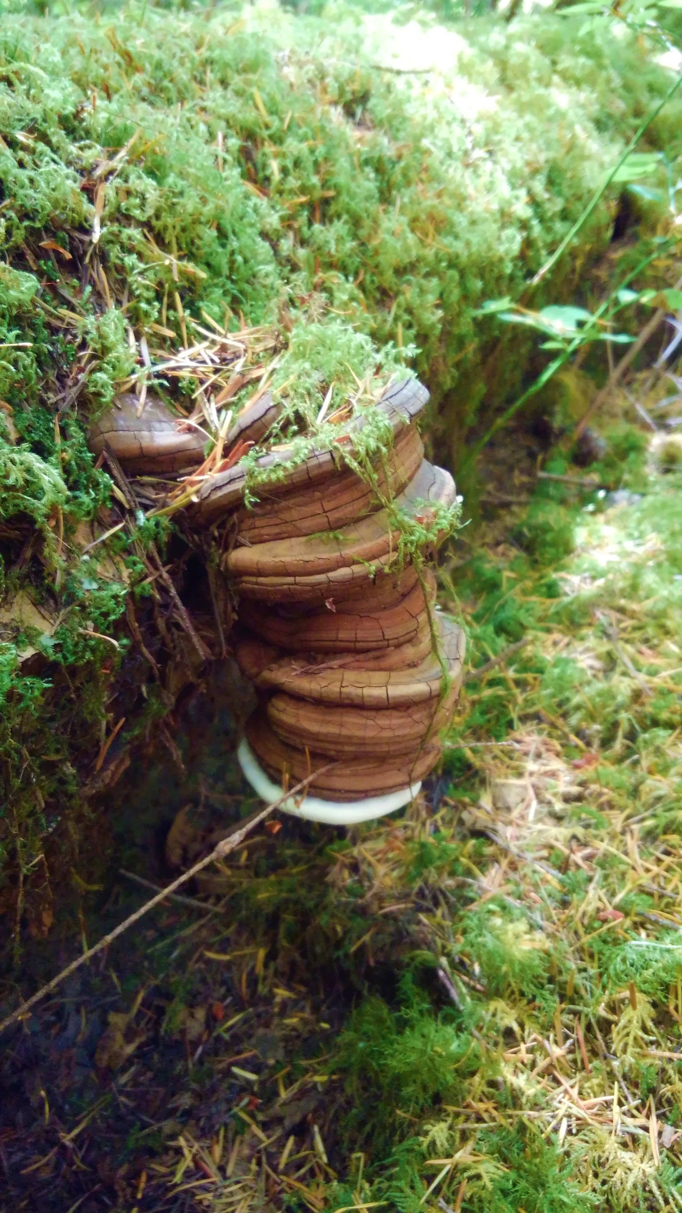 Herb Drying Tips Garbling and Passive Solar Drying Shed — Wayside